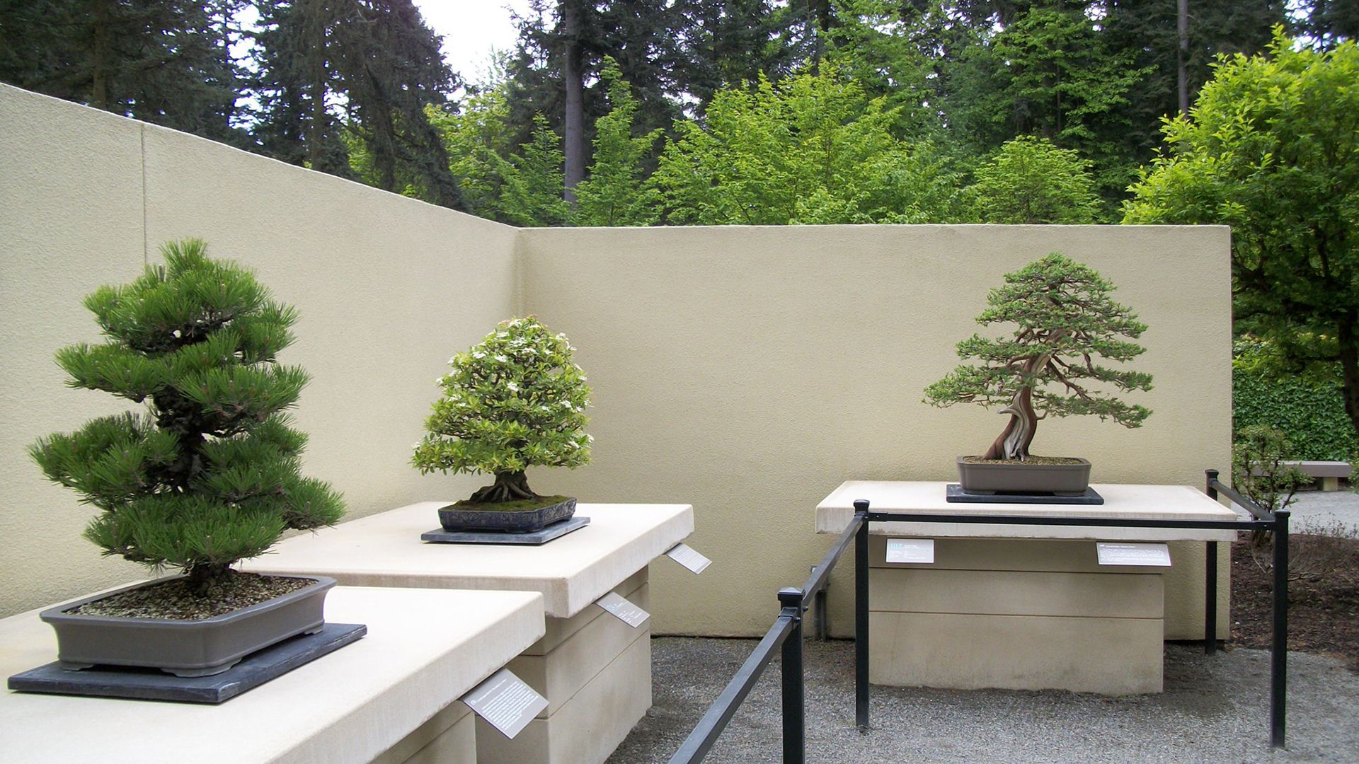 Bonsai Background