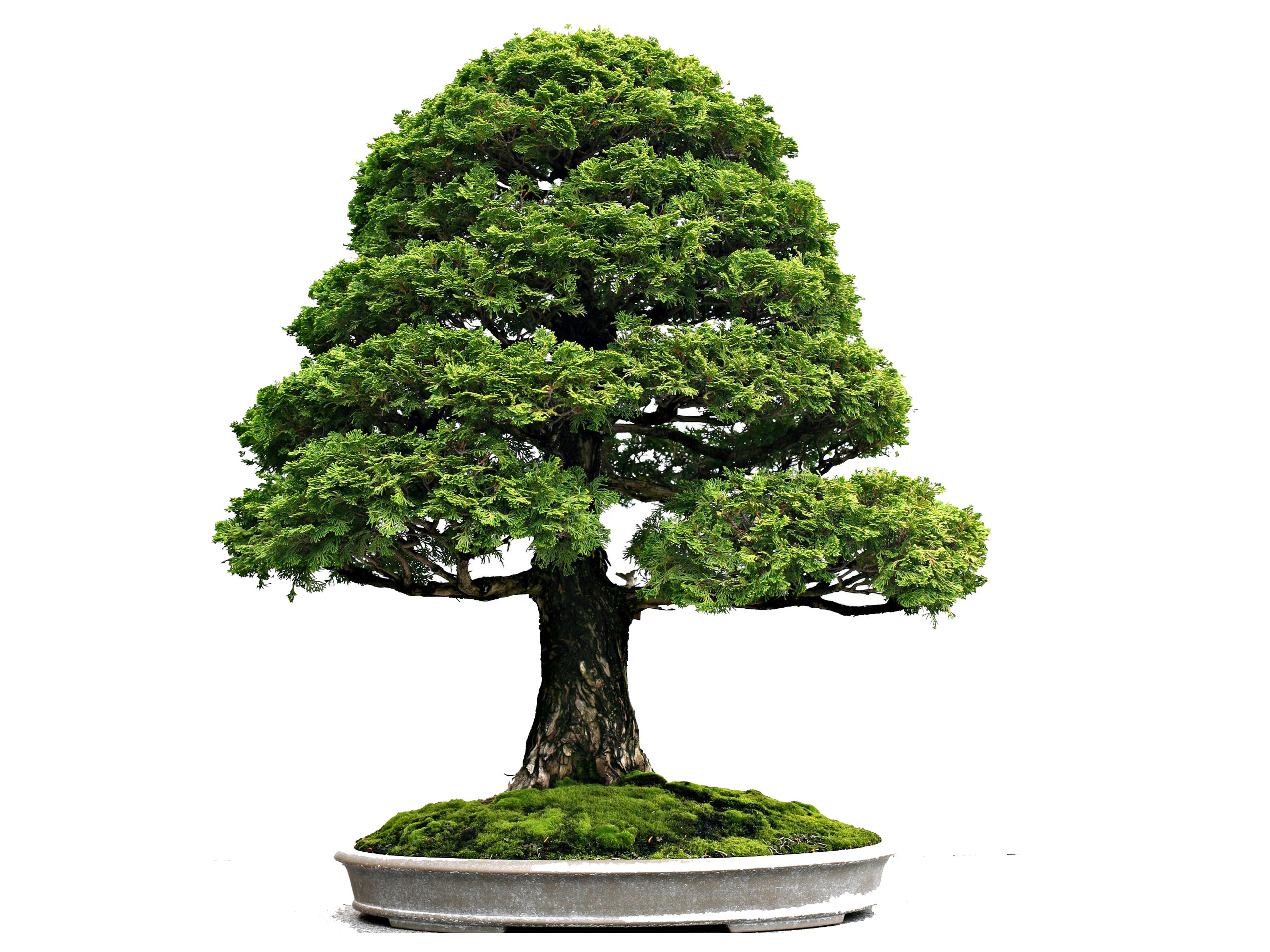 Bonsai Background