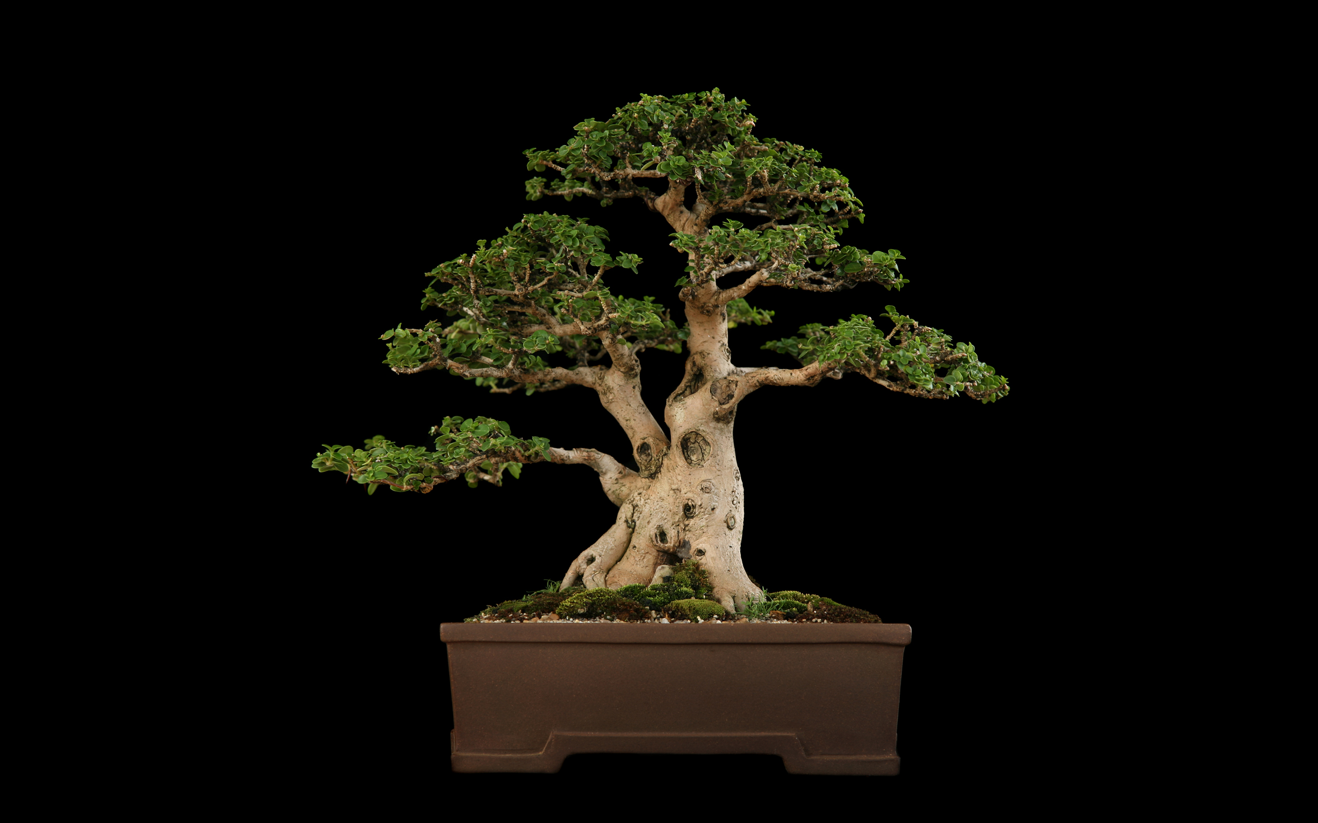 Bonsai Background