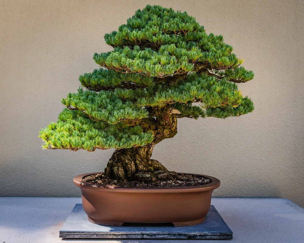 Bonsai Background