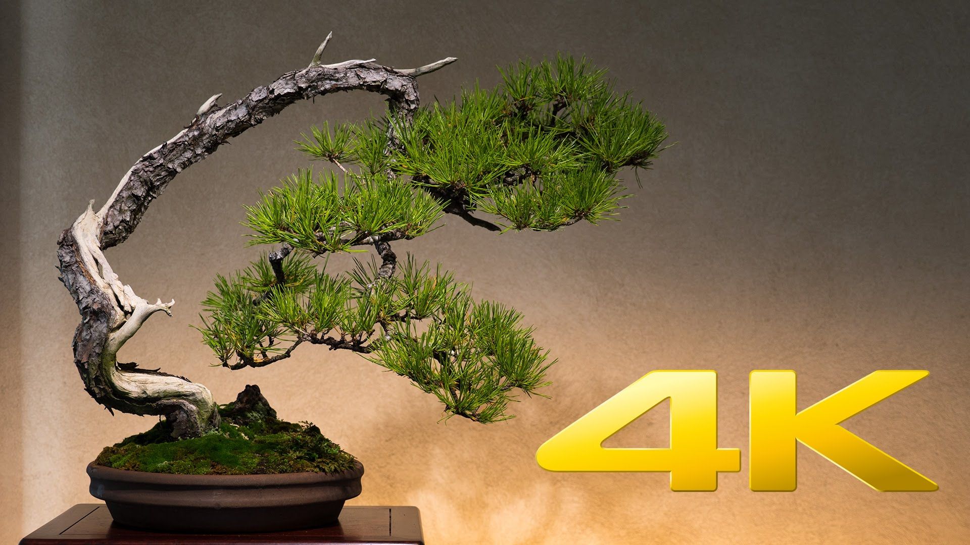 Bonsai Background