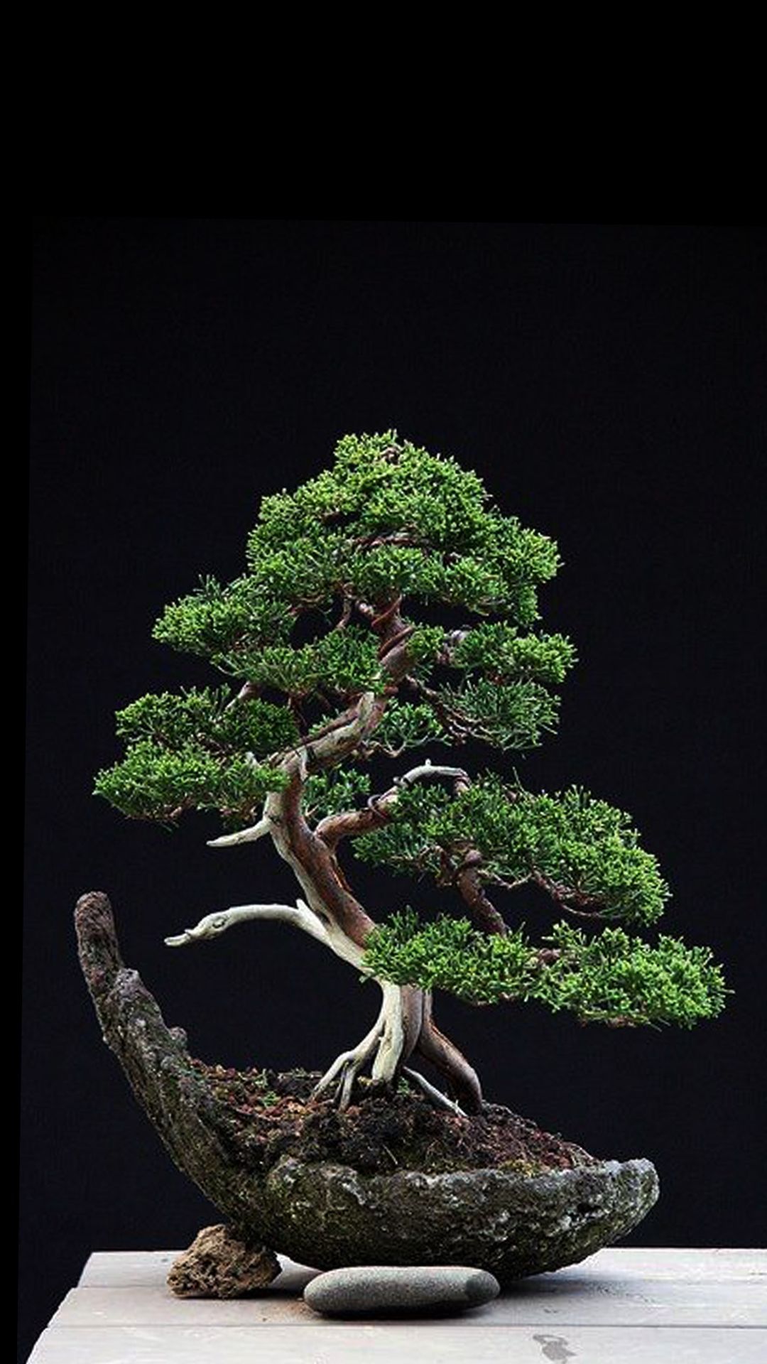 Bonsai Tree Iphone Wallpapers