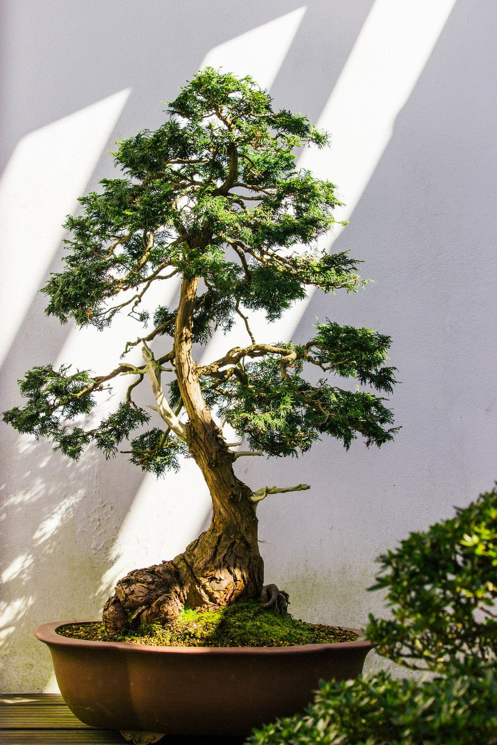 Bonsai Tree Iphone Wallpapers