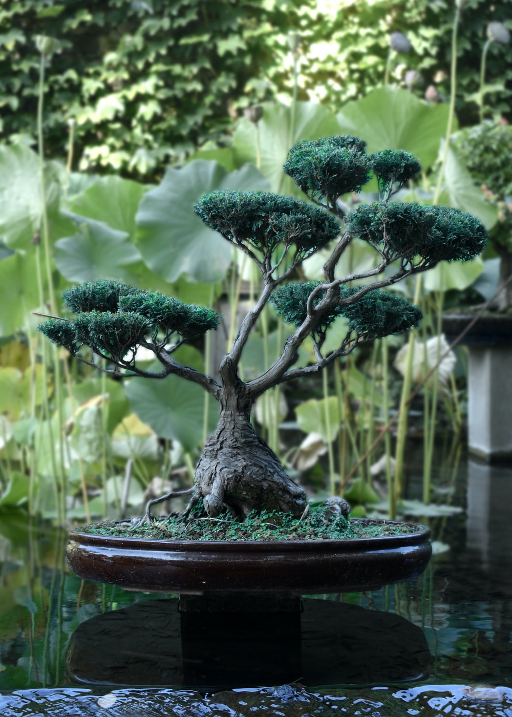 Bonsai Tree Iphone Wallpapers