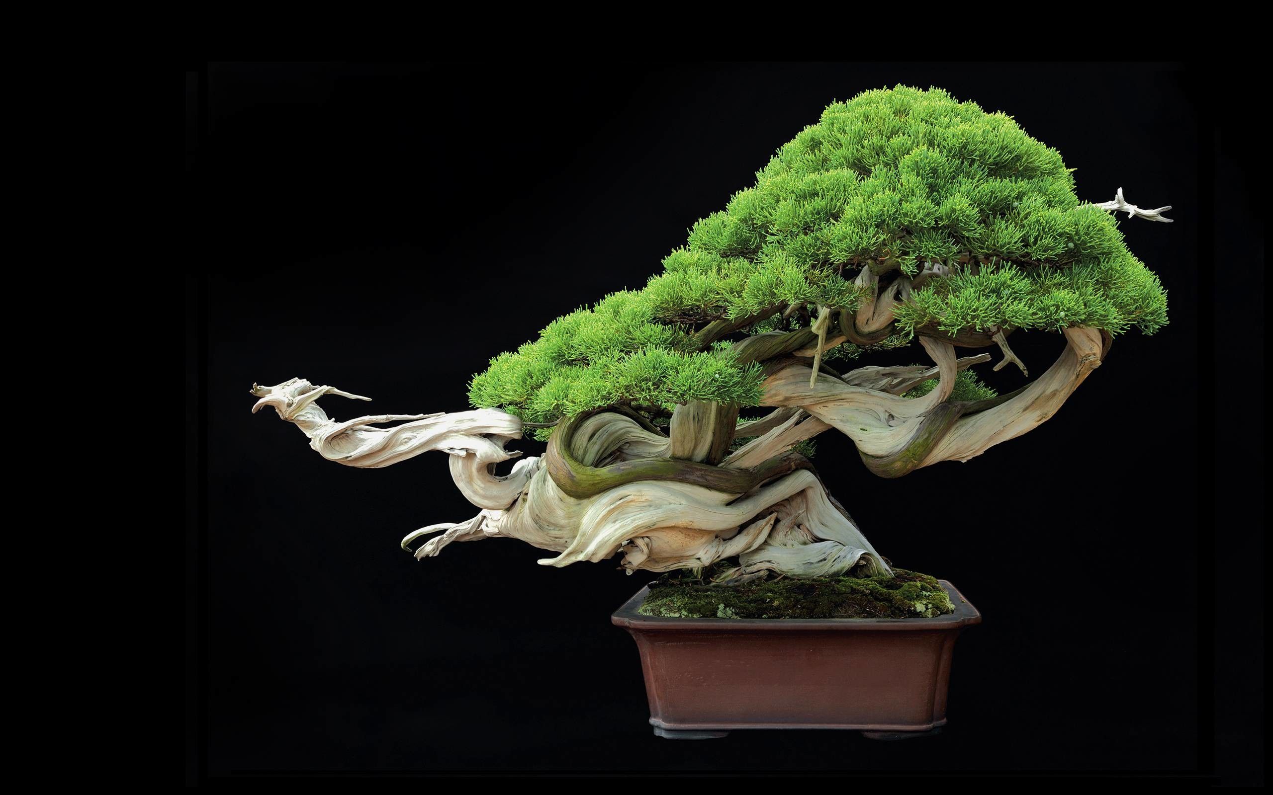 Bonsai Tree Iphone Wallpapers