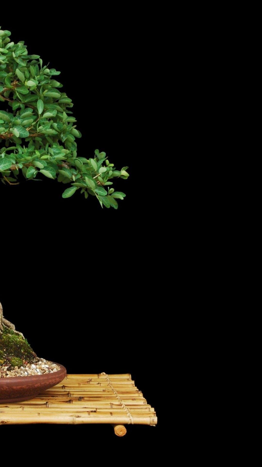 Bonsai Tree Iphone Wallpapers