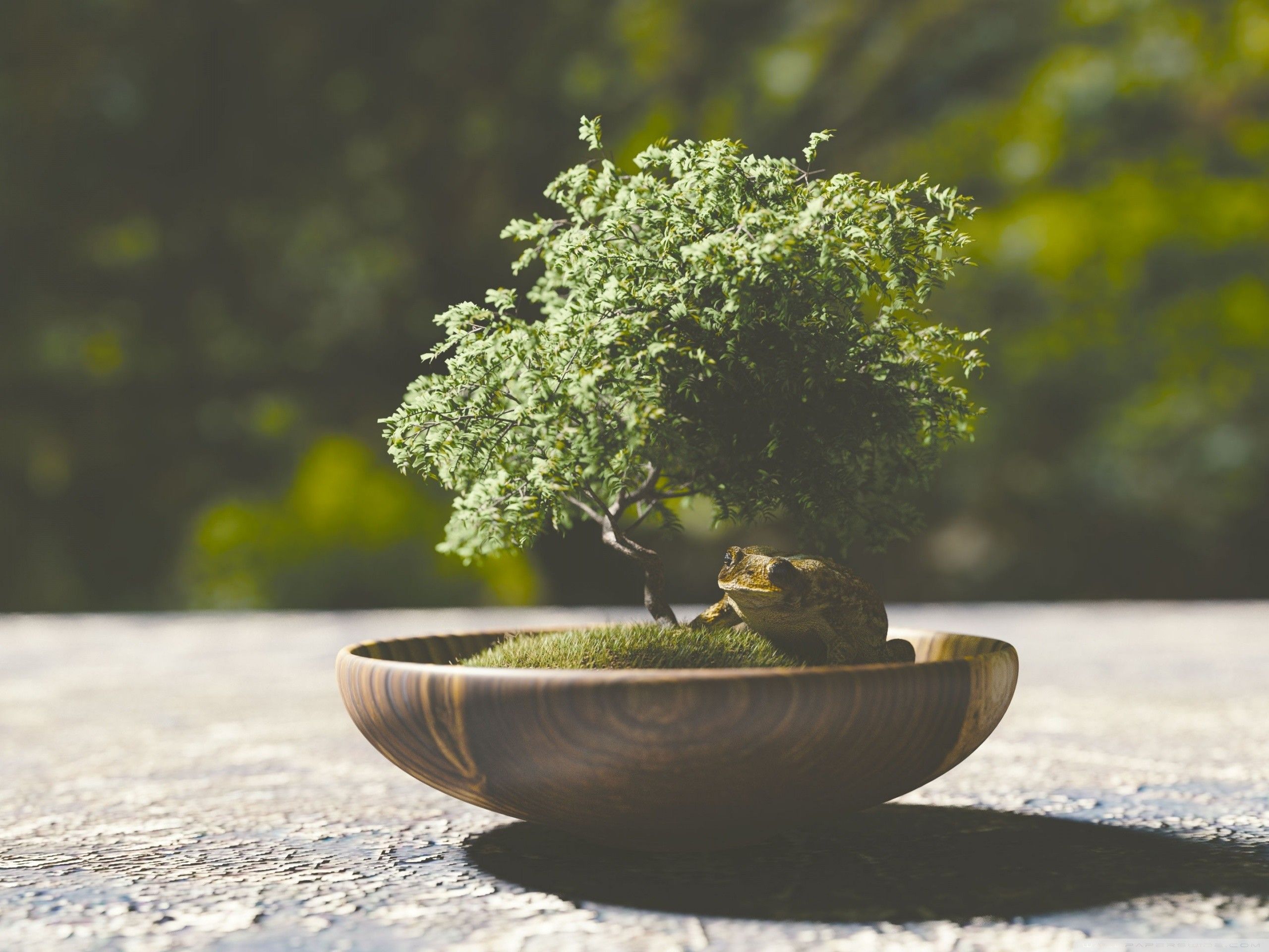 Bonsai Tree Iphone Wallpapers