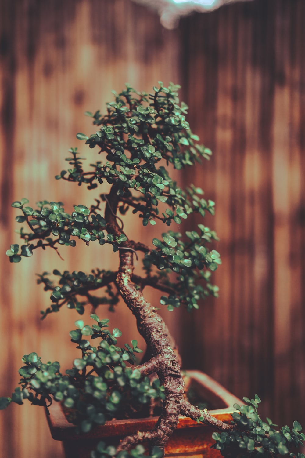 Bonsai Tree Iphone Wallpapers