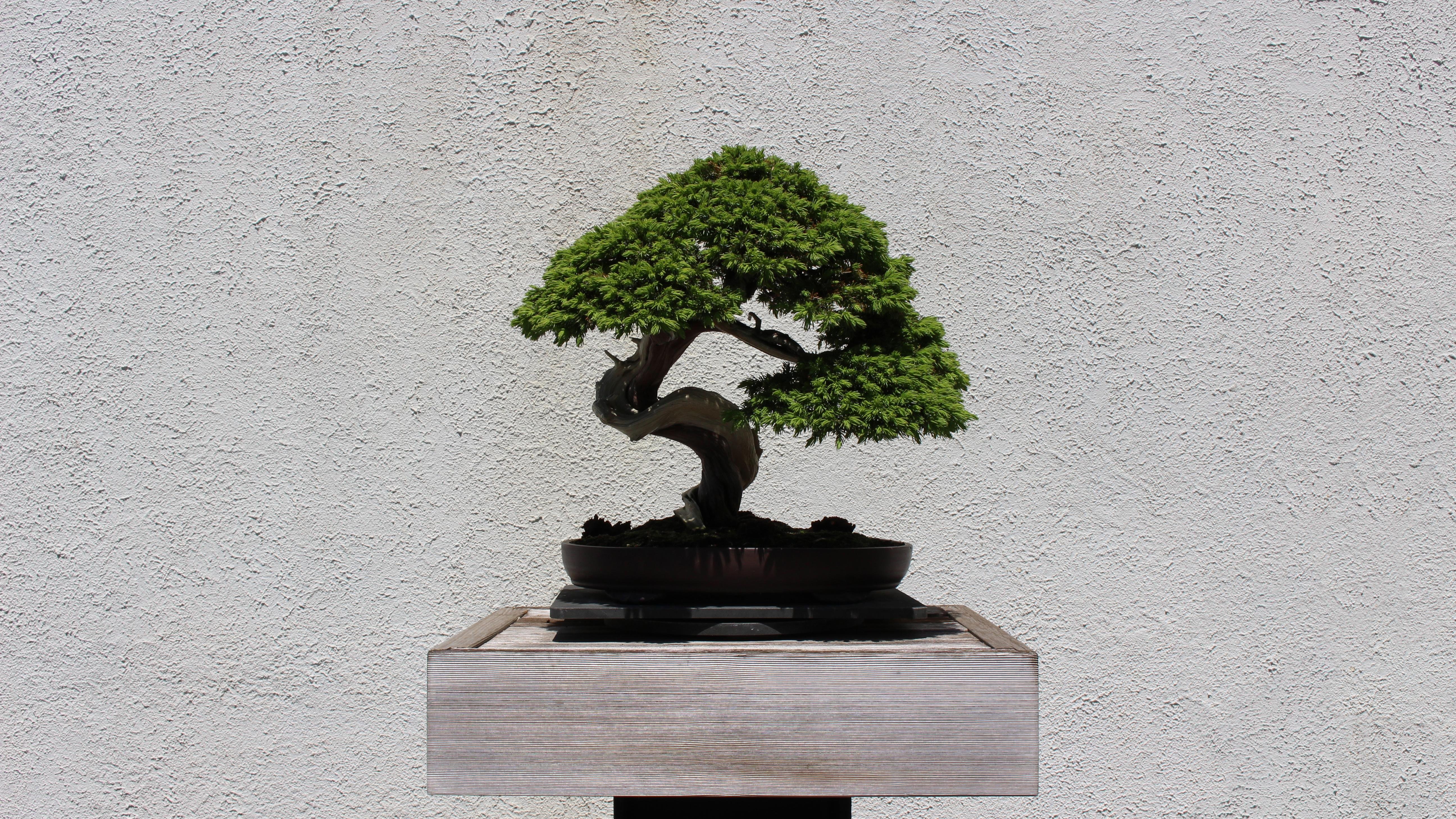 Bonsai Tree Iphone Wallpapers