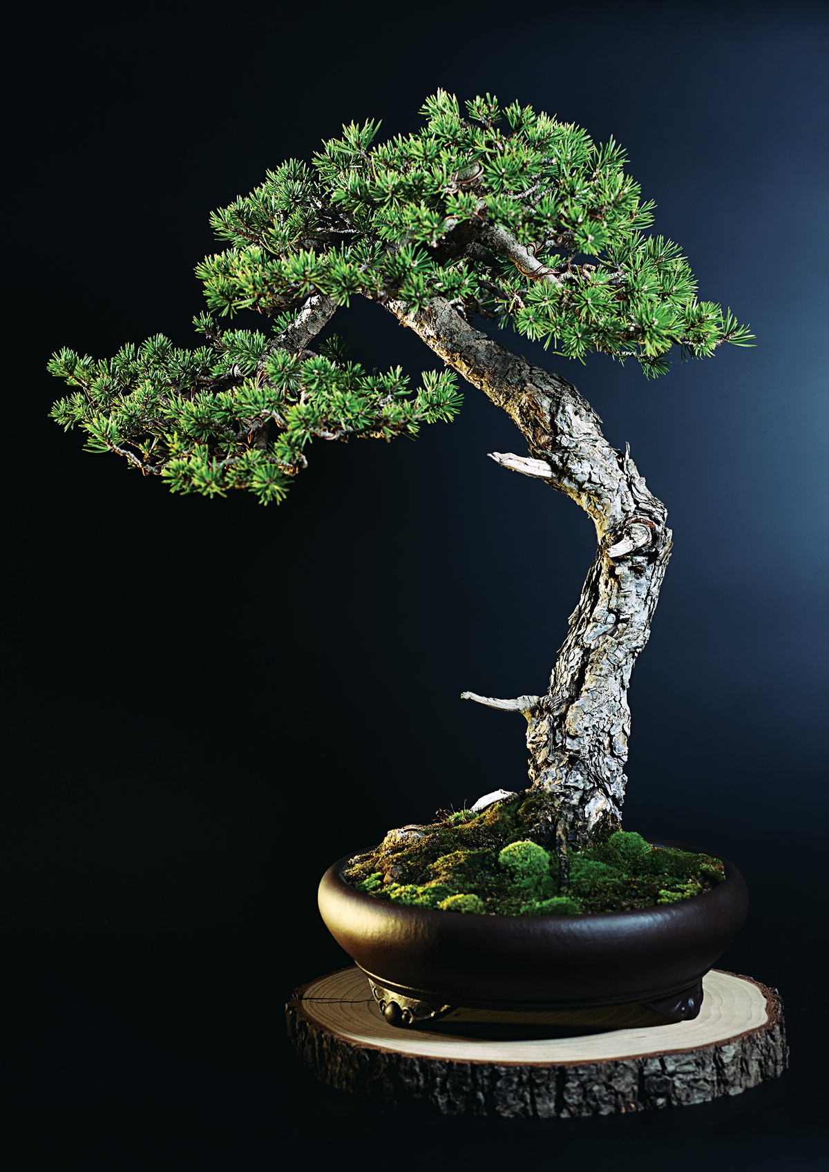 Bonsai Tree Iphone Wallpapers