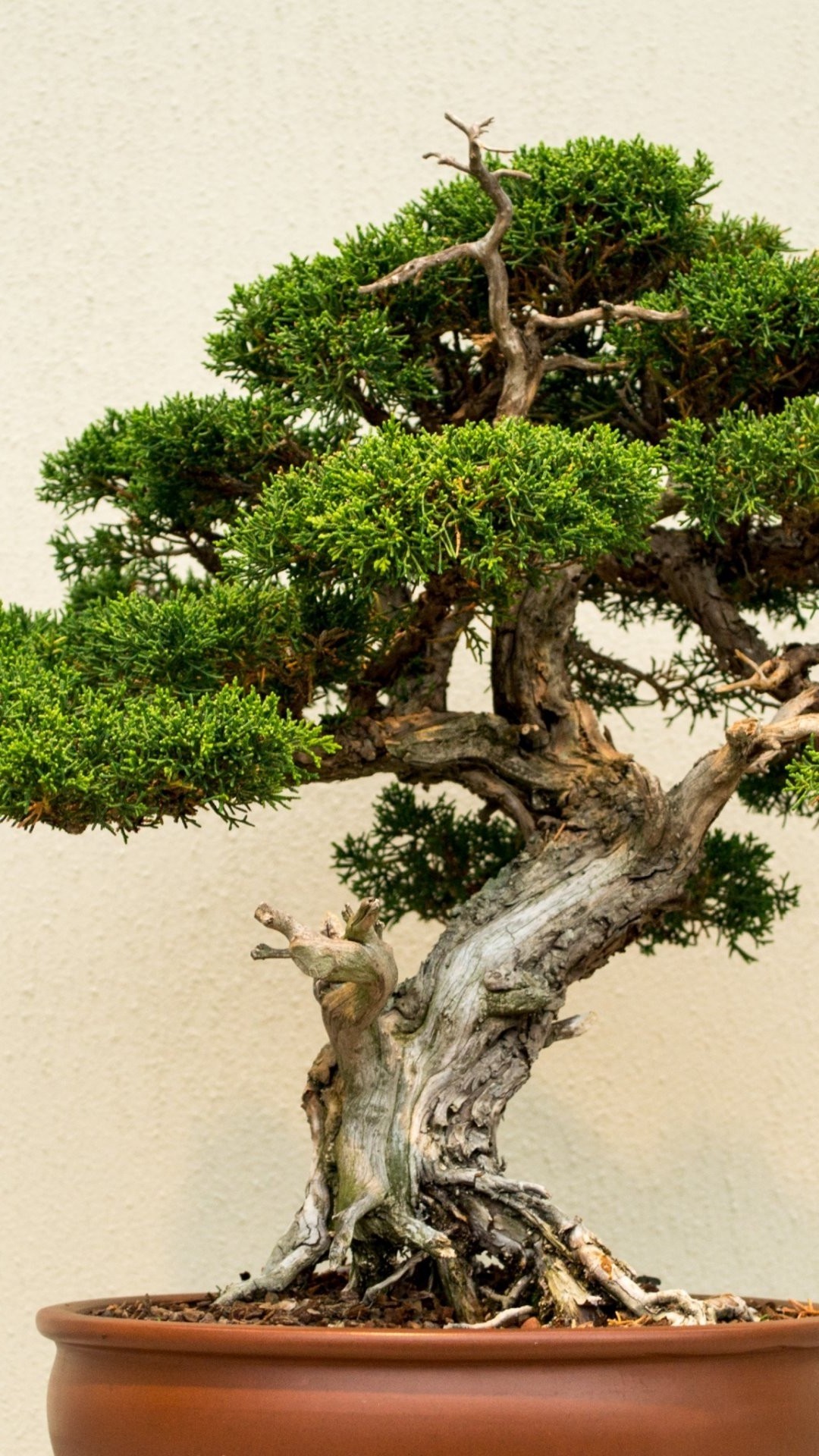 Bonsai Tree Iphone Wallpapers