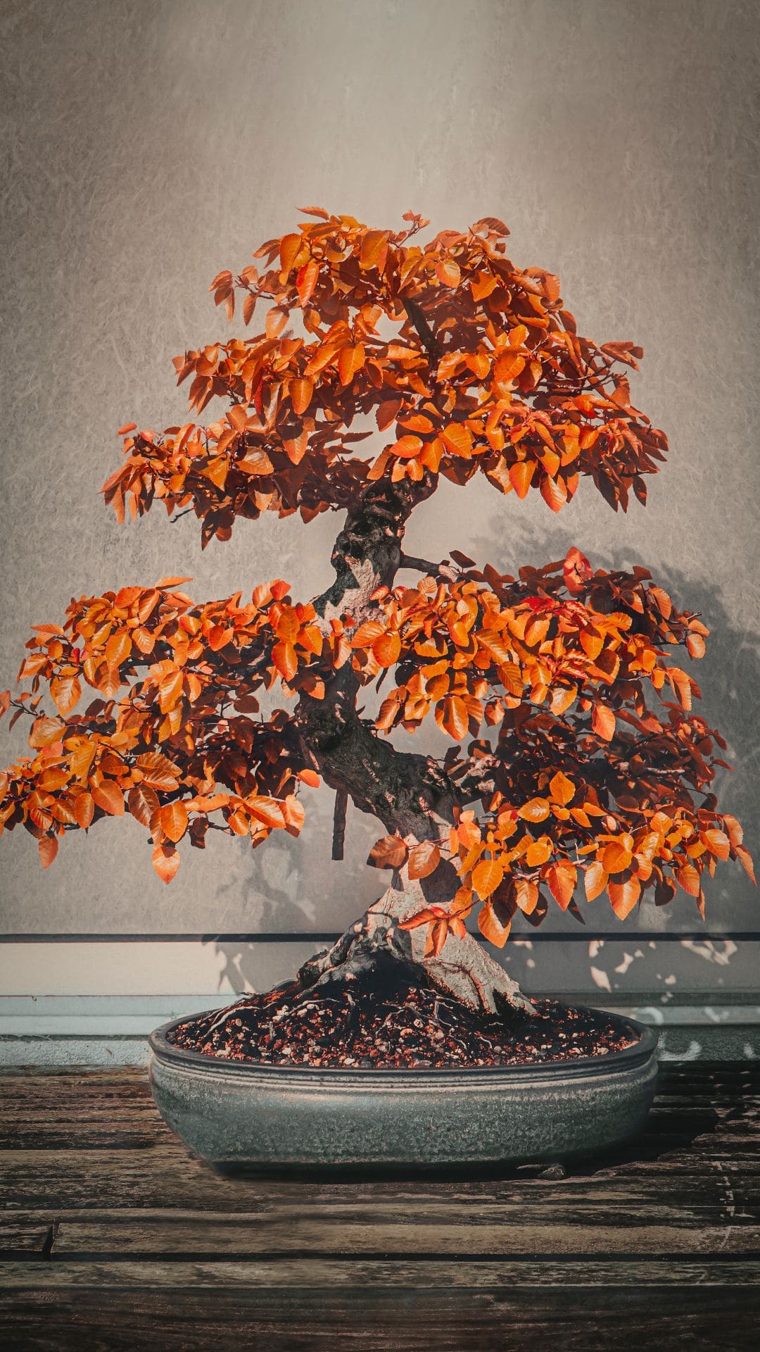 Bonsai Tree Iphone Wallpapers