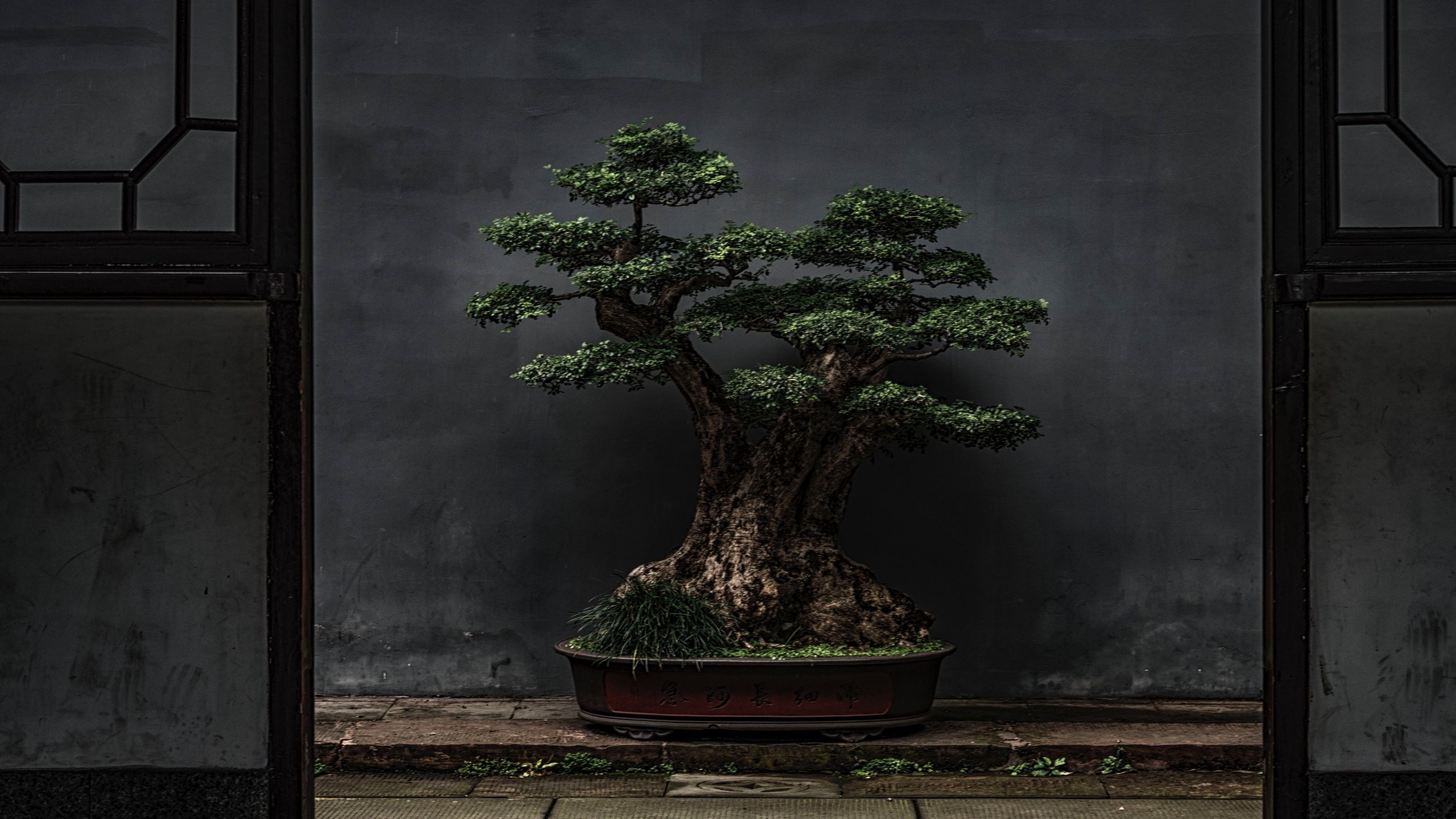 Bonsai Tree Iphone Wallpapers