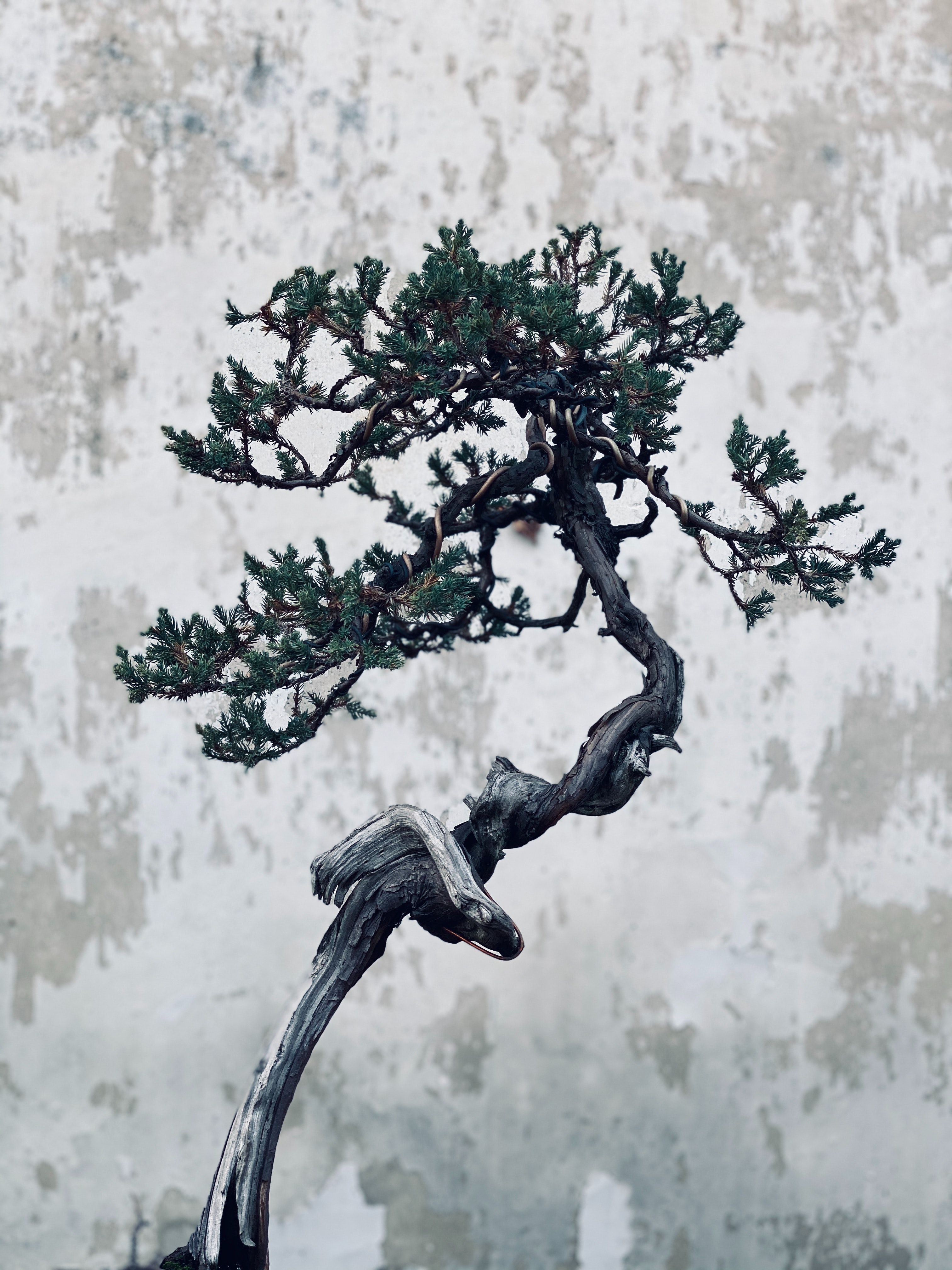 Bonsai Tree Iphone Wallpapers