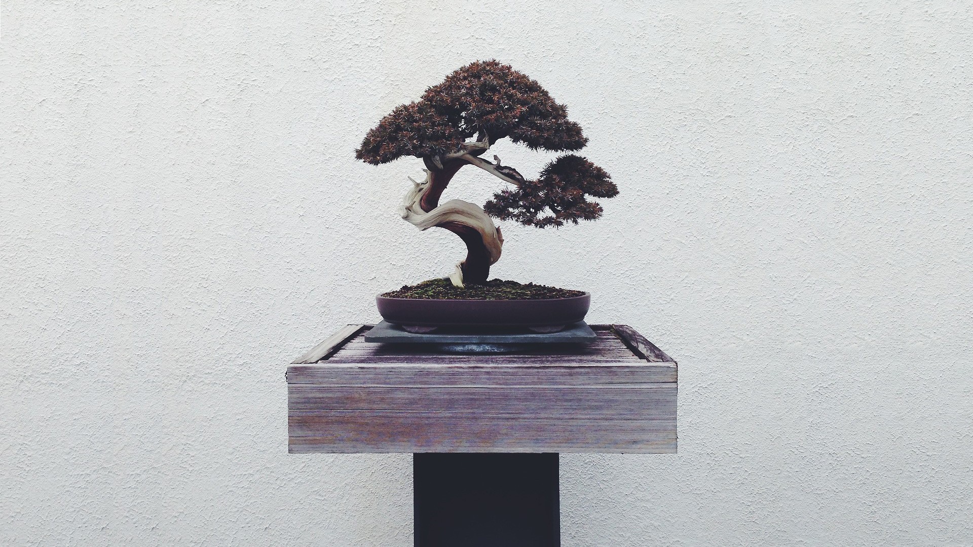 Bonsai Tree Iphone Wallpapers