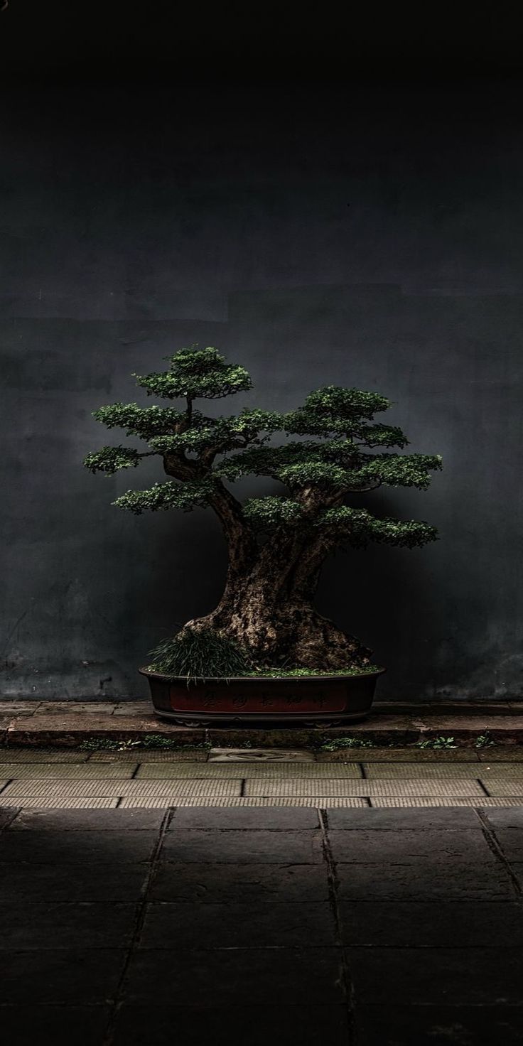 Bonsai Tree Iphone Wallpapers