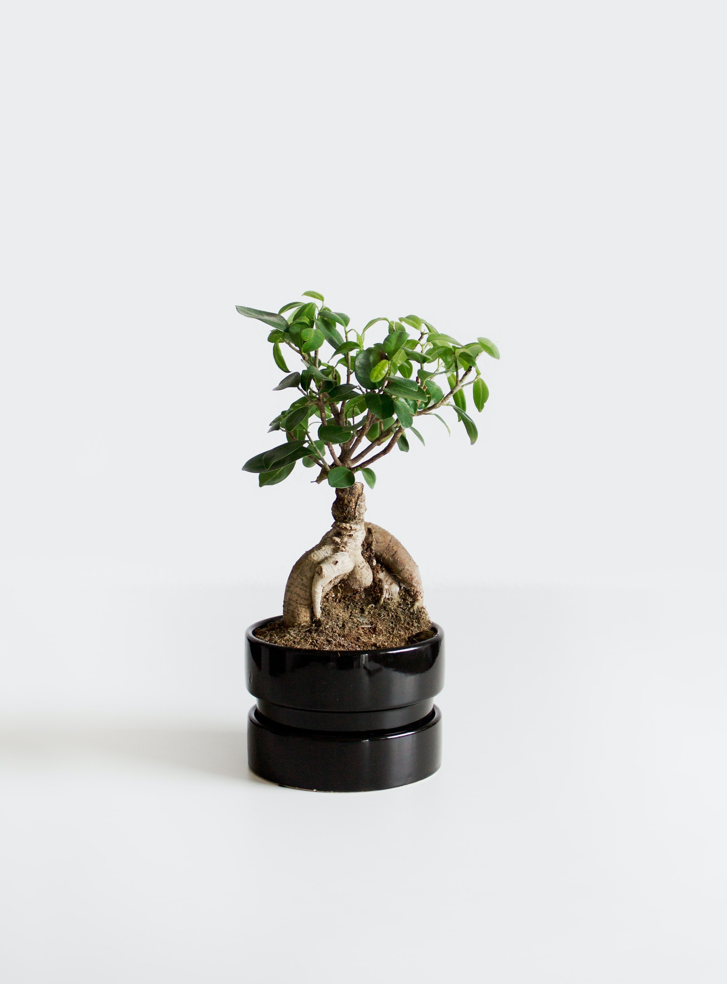 Bonsai Tree Iphone Wallpapers