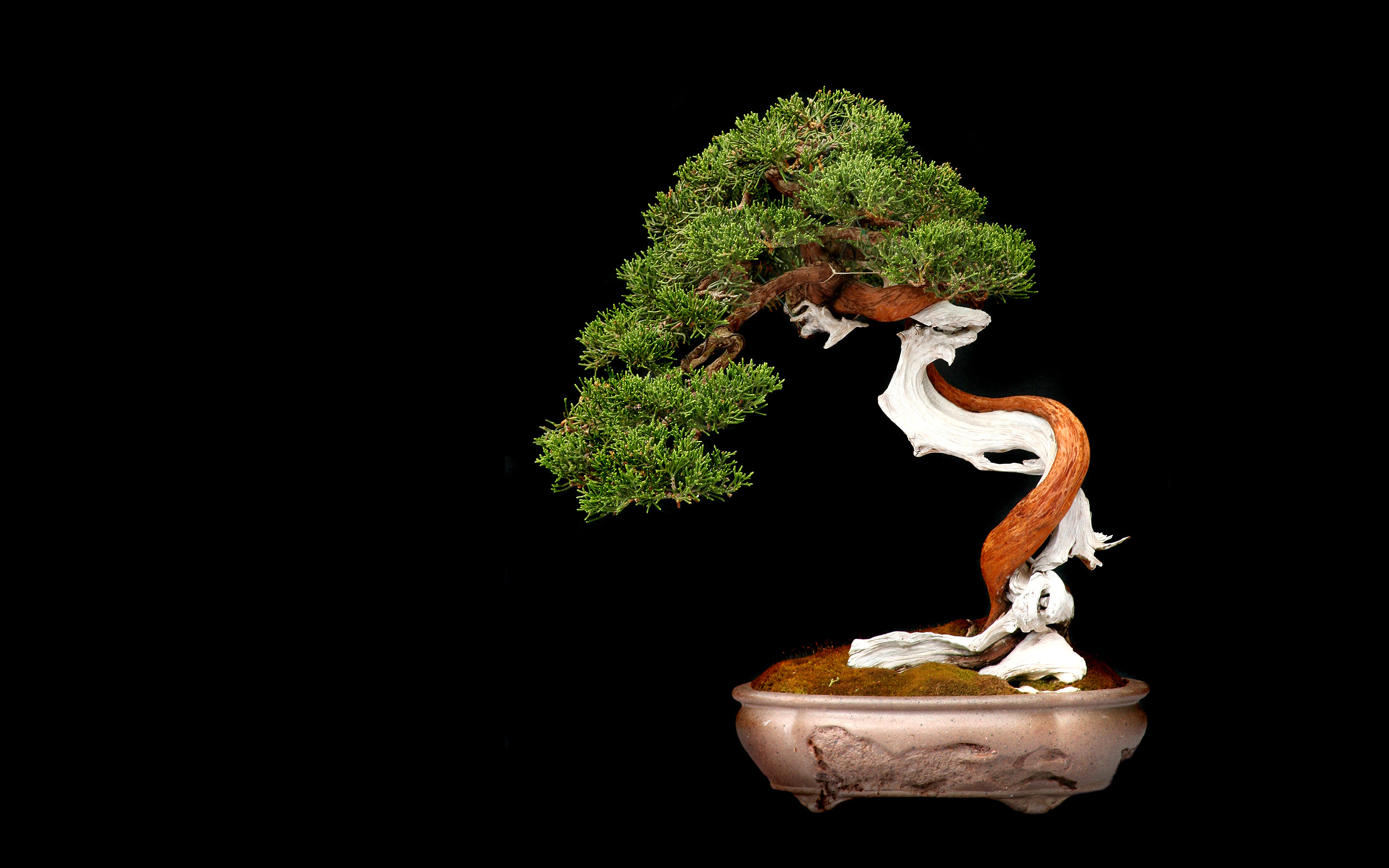 Bonsai Tree Iphone Wallpapers