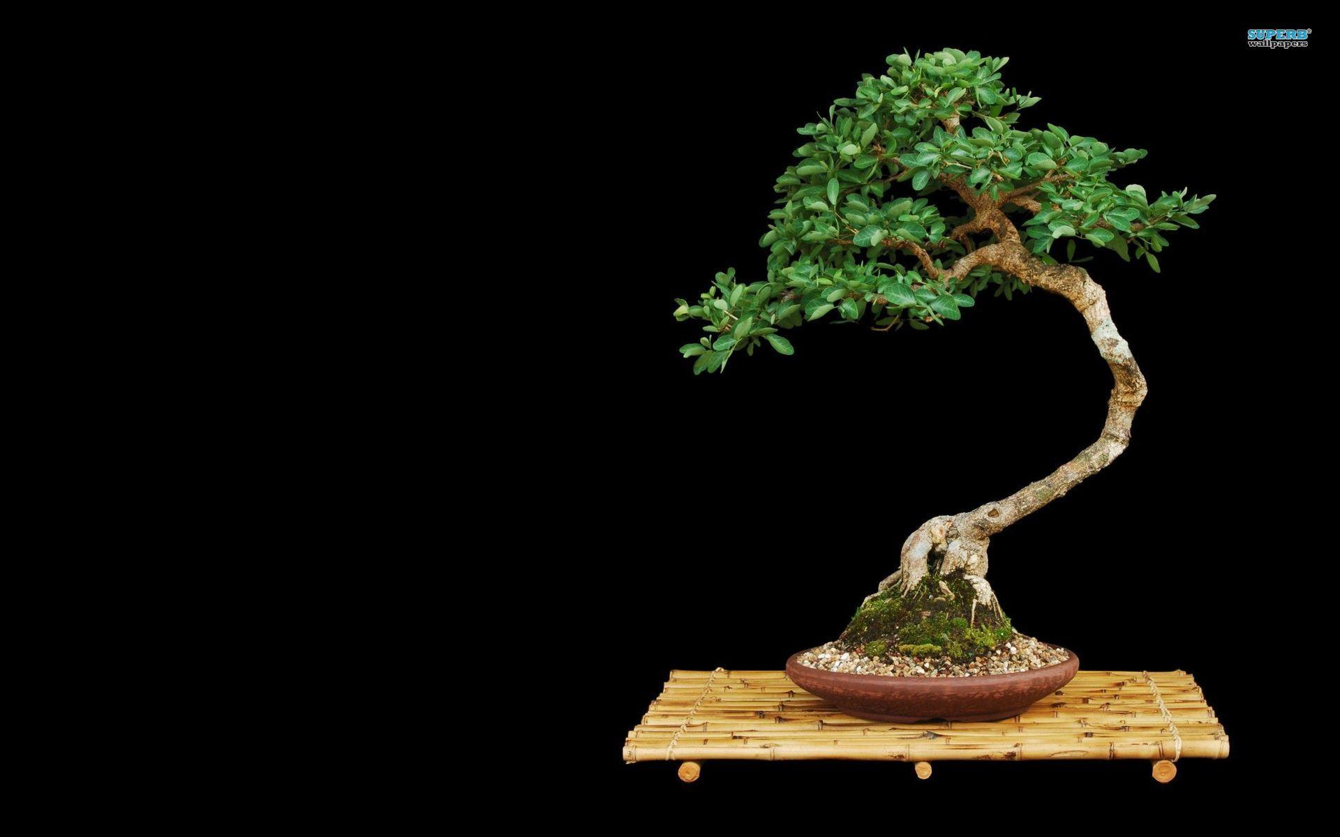 Bonsai Tree Iphone Wallpapers