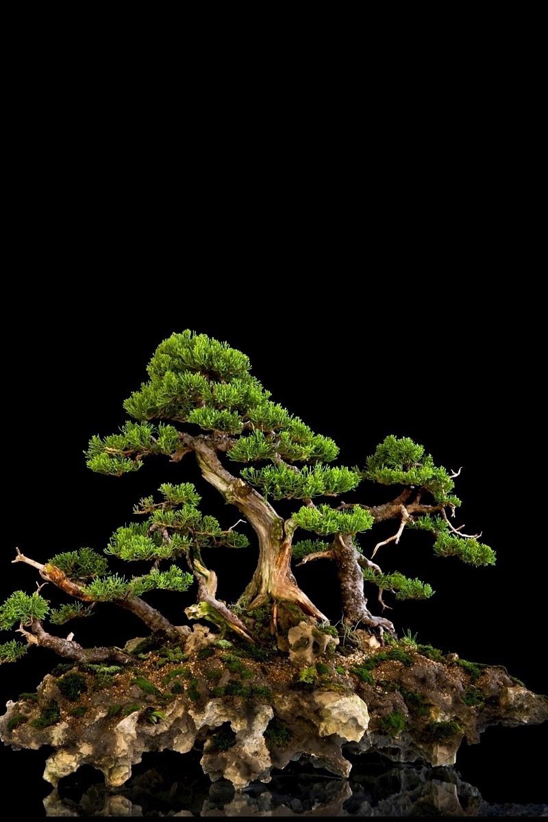 Bonsai Tree Iphone Wallpapers