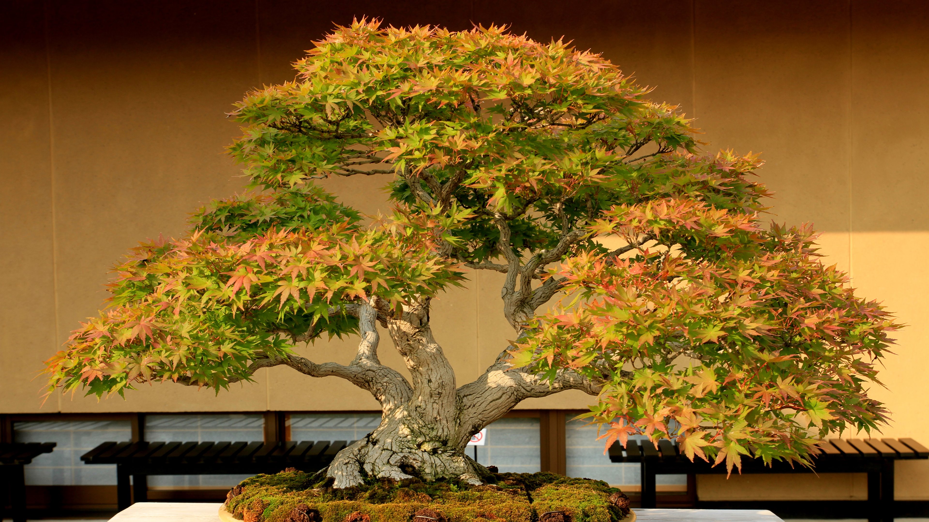 Bonsai Tree Wallpapers