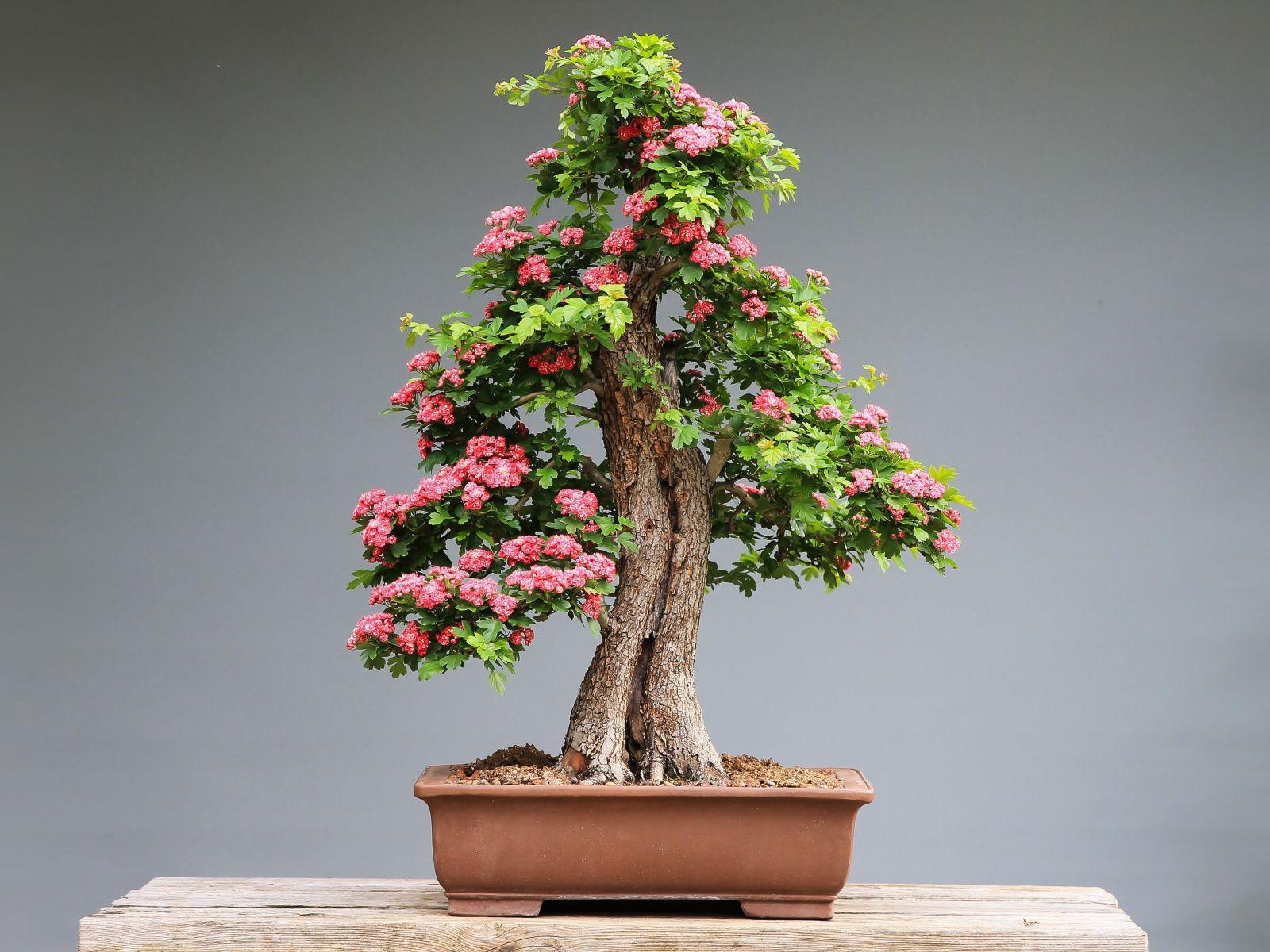 Bonsai Tree Wallpapers