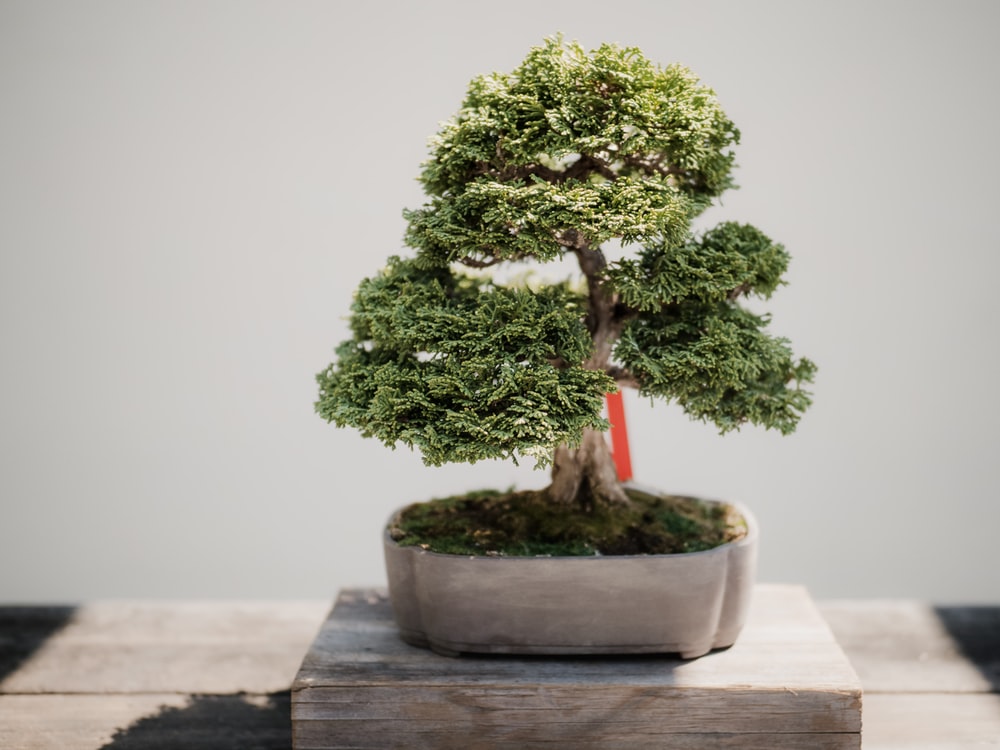 Bonsai Tree Wallpapers