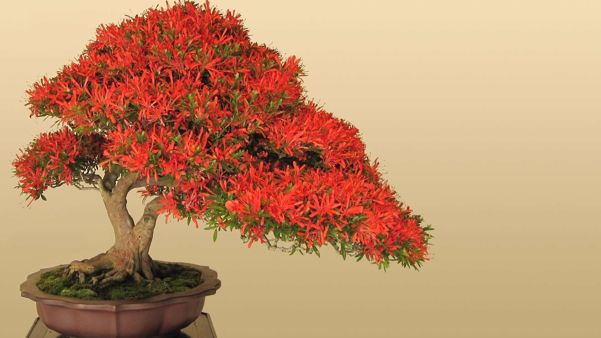 Bonsai Tree Wallpapers