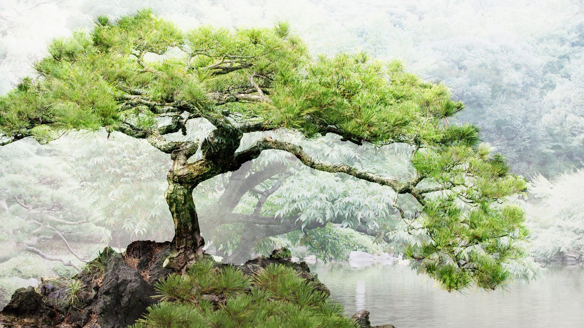 Bonsai Tree Wallpapers