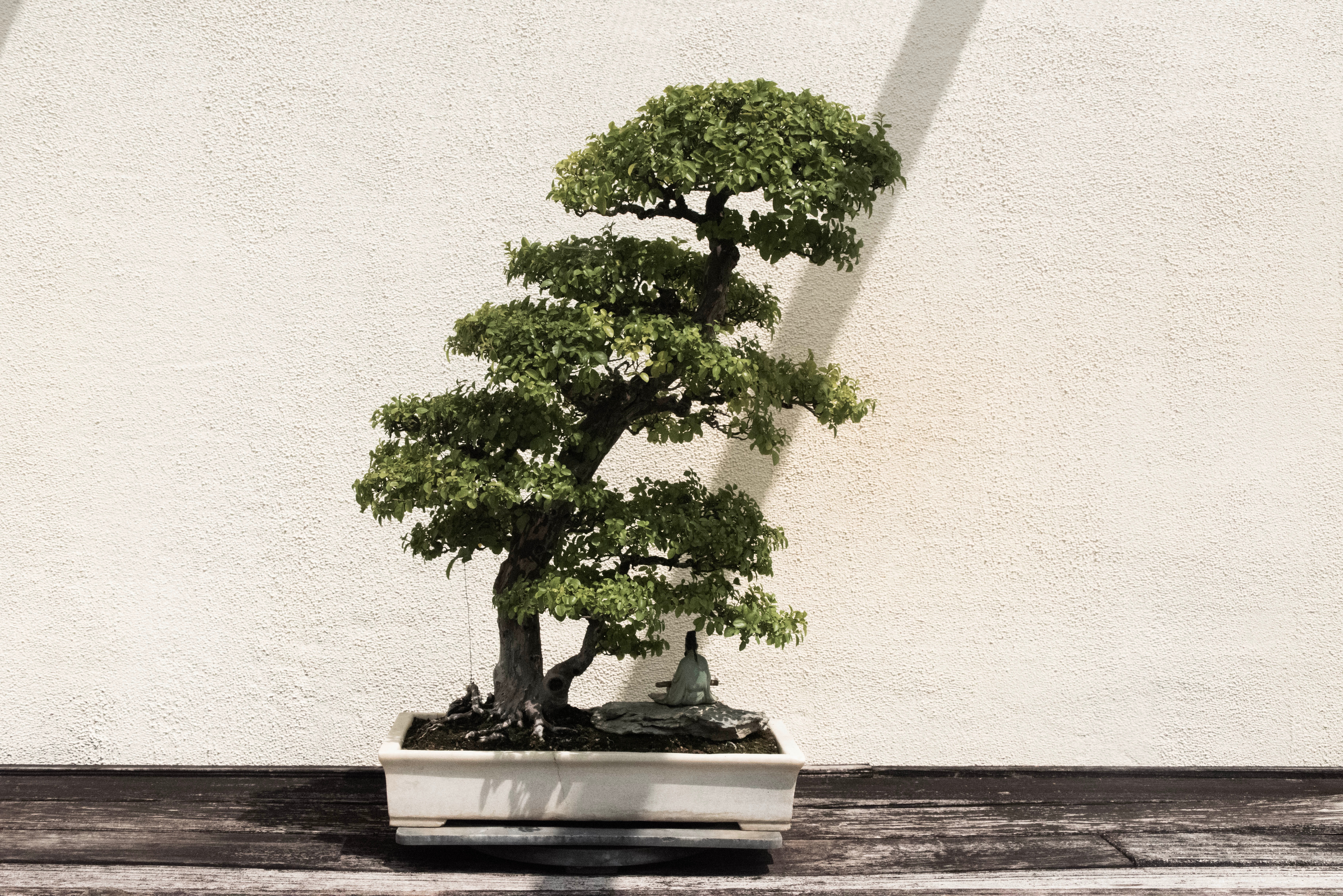 Bonsai Tree Wallpapers