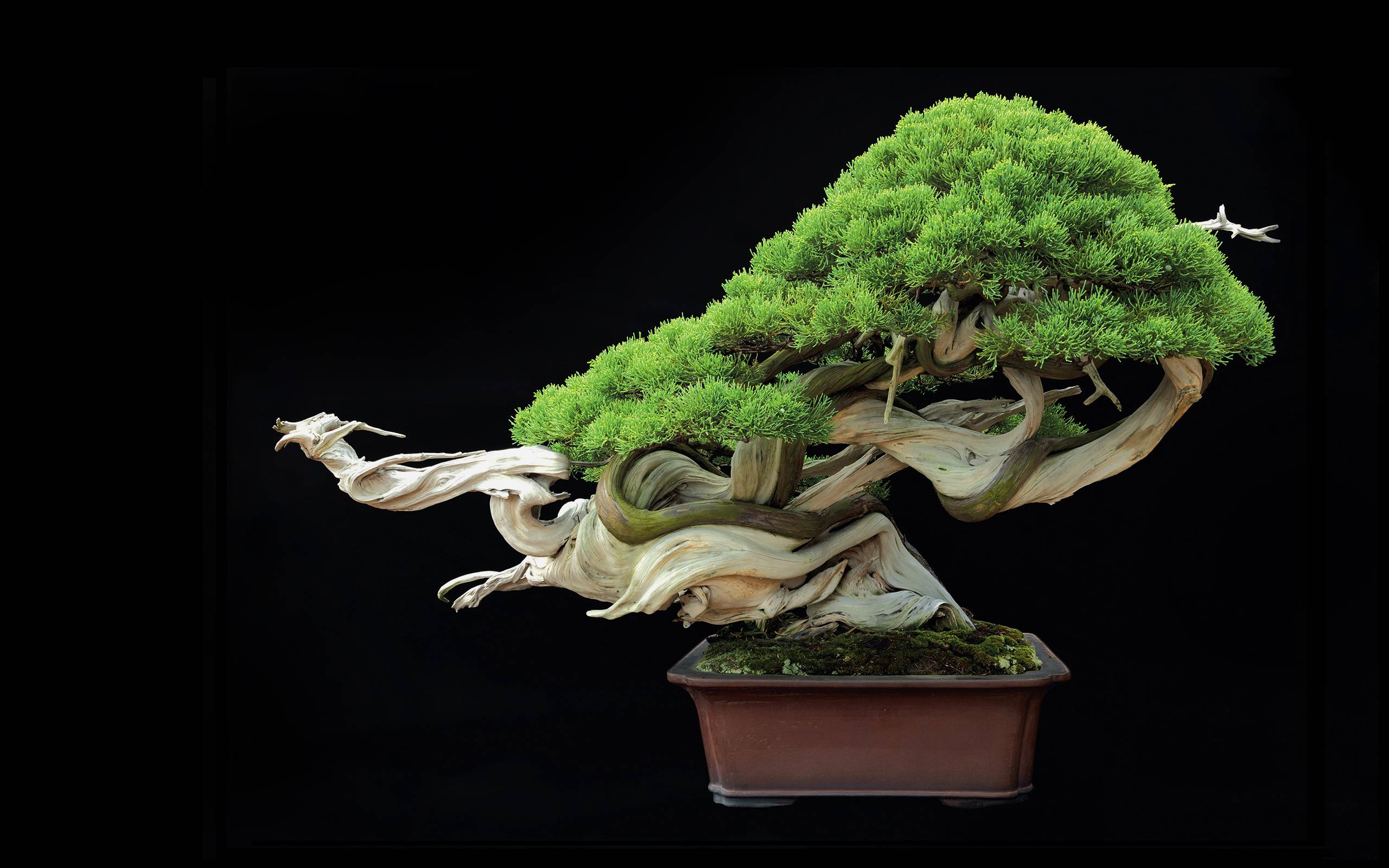 Bonsai Wallpapers