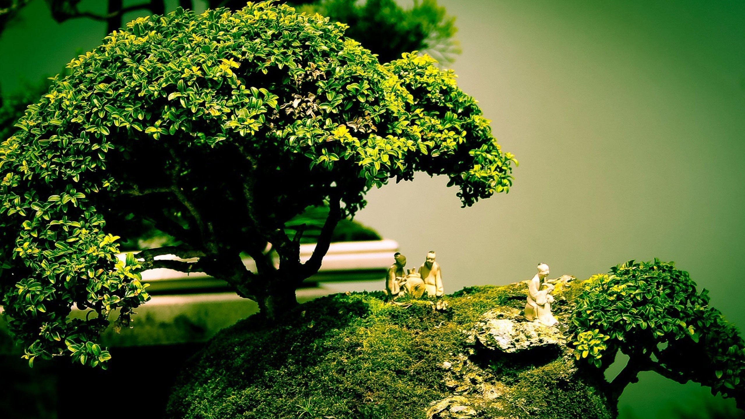 Bonsai Wallpapers