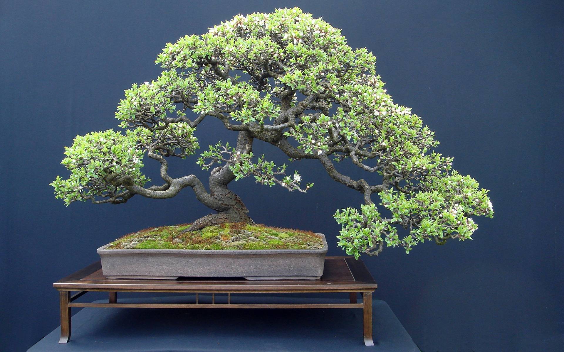 Bonsai Wallpapers