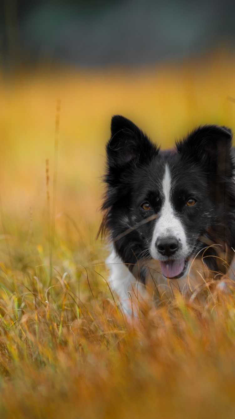 Border Collie Wallpapers