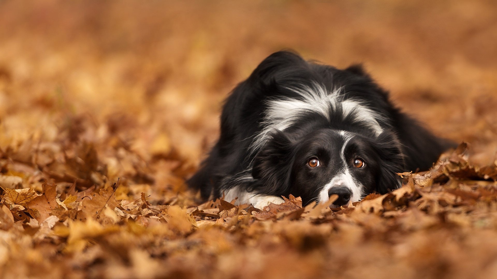 Border Collie Wallpapers