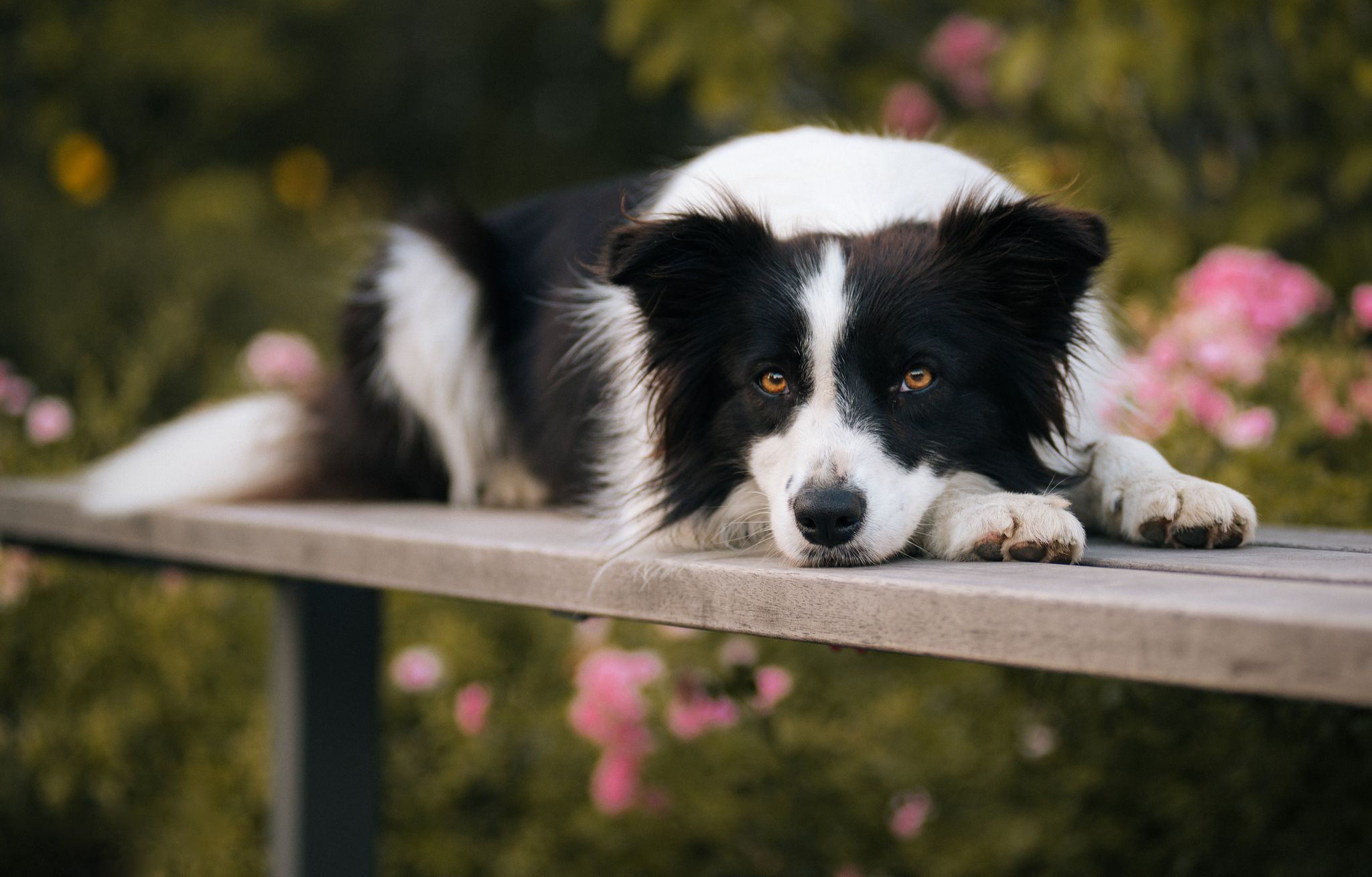 Border Collie Wallpapers