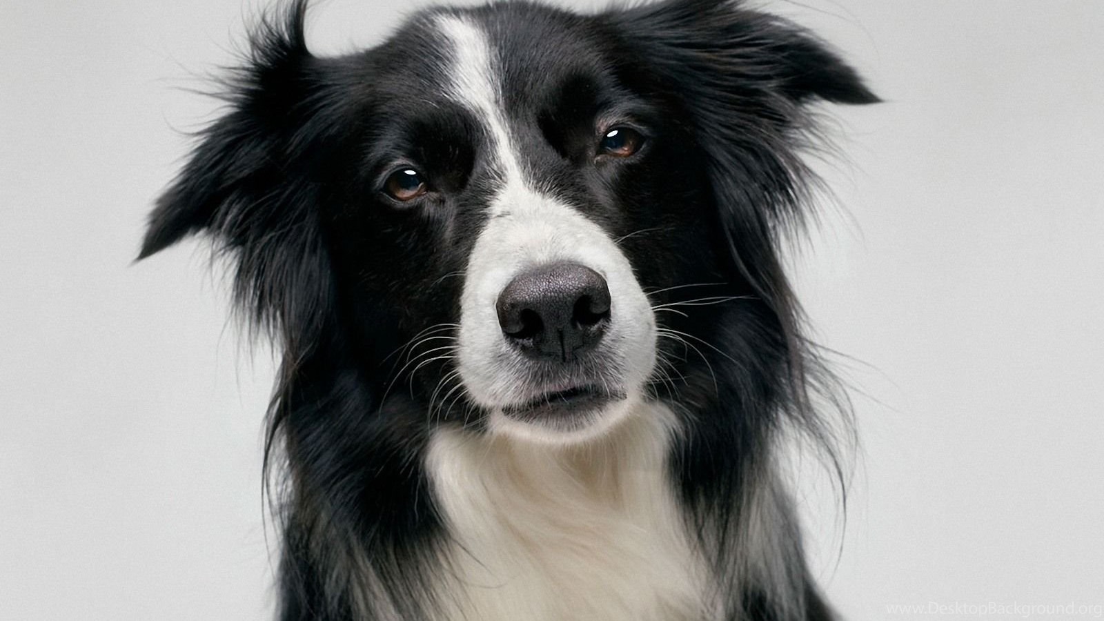 Border Collie Wallpapers