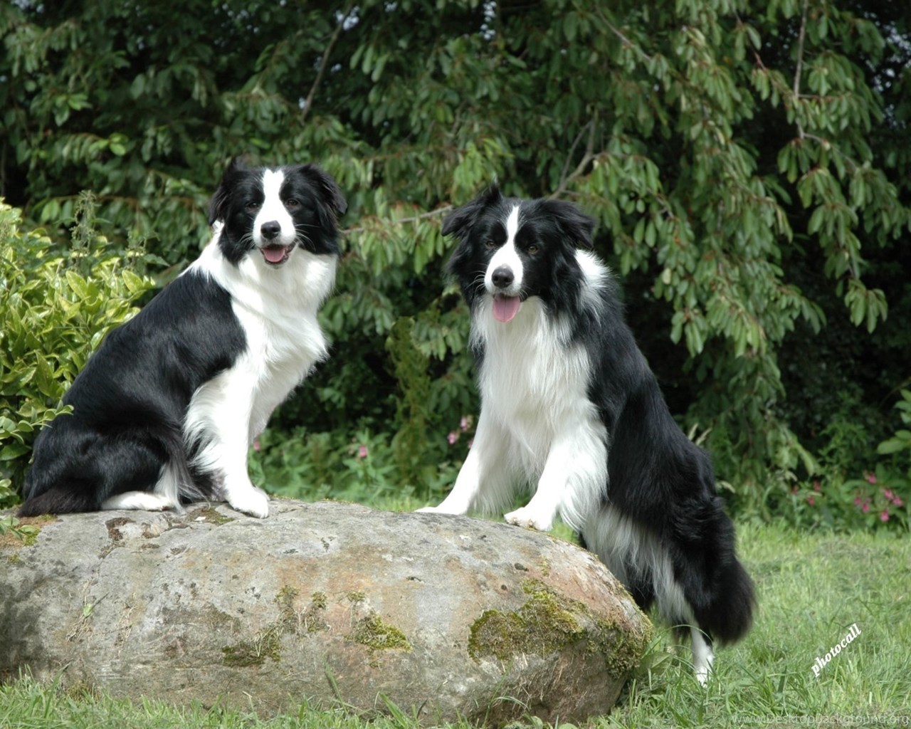 Border Collie Wallpapers