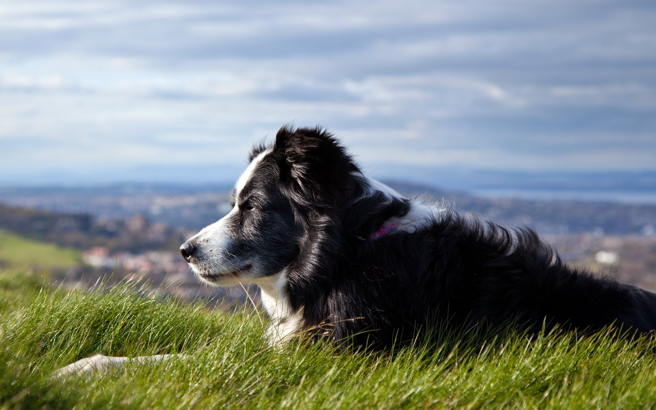 Border Collie Wallpapers