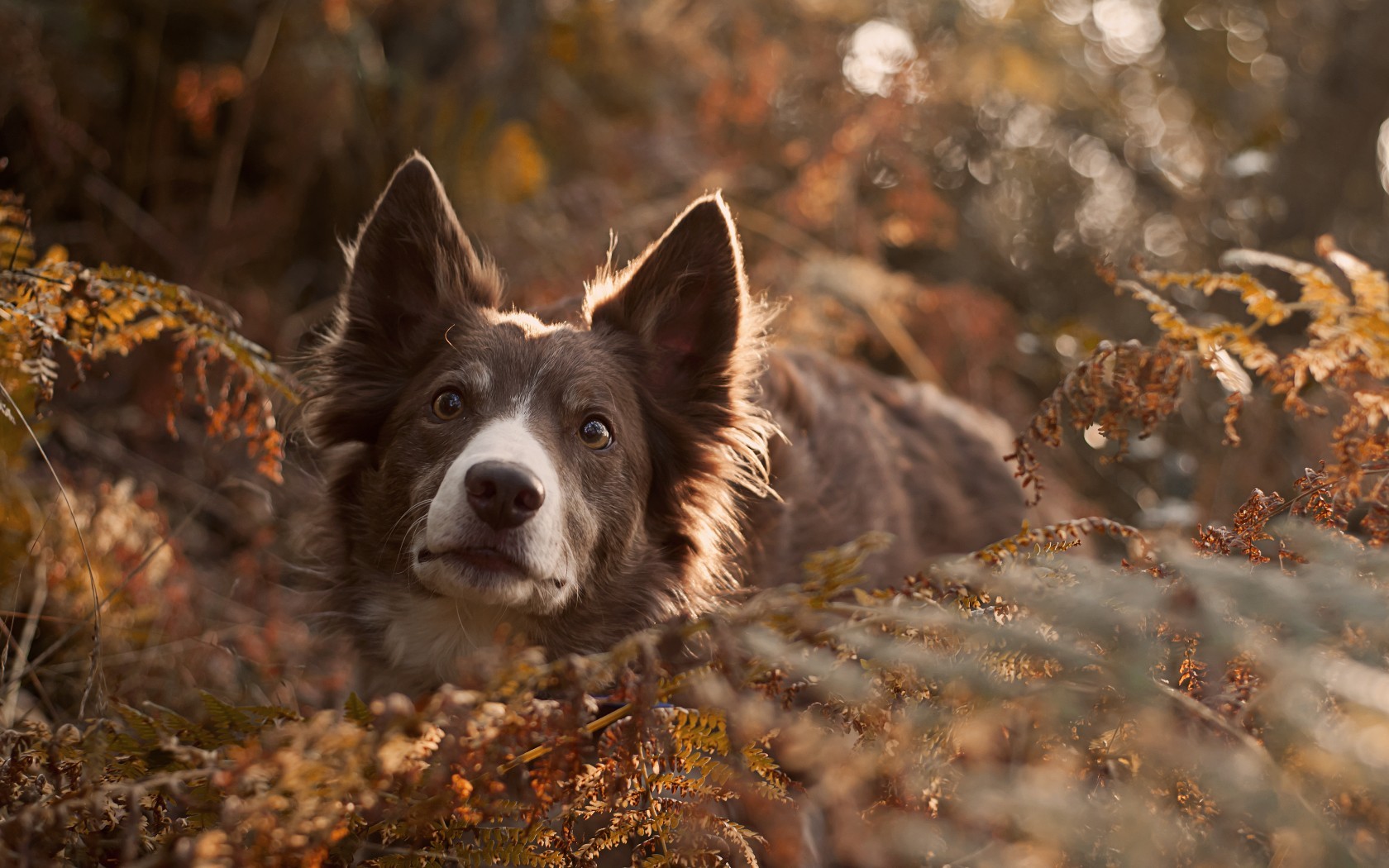 Border Collie Wallpapers