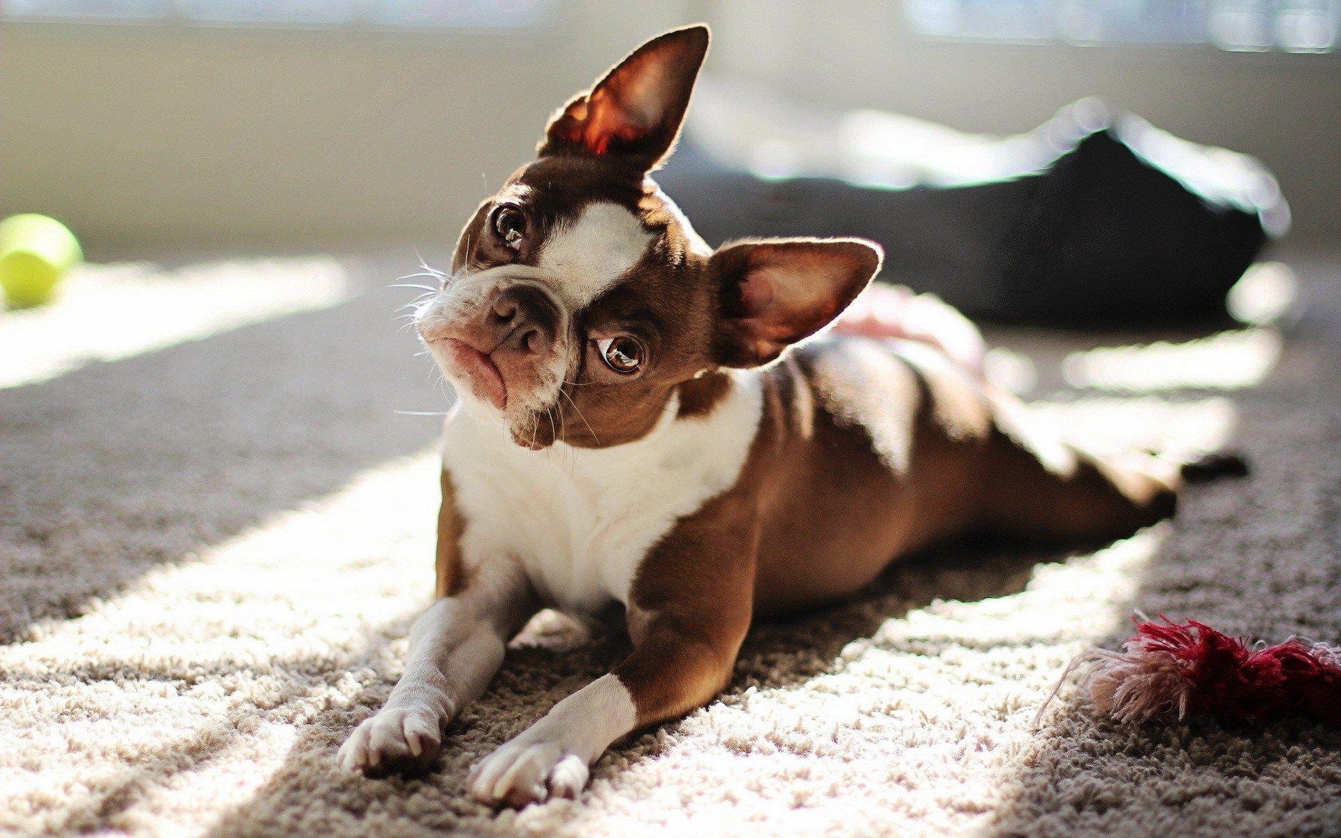 Boston Terrier Wallpapers