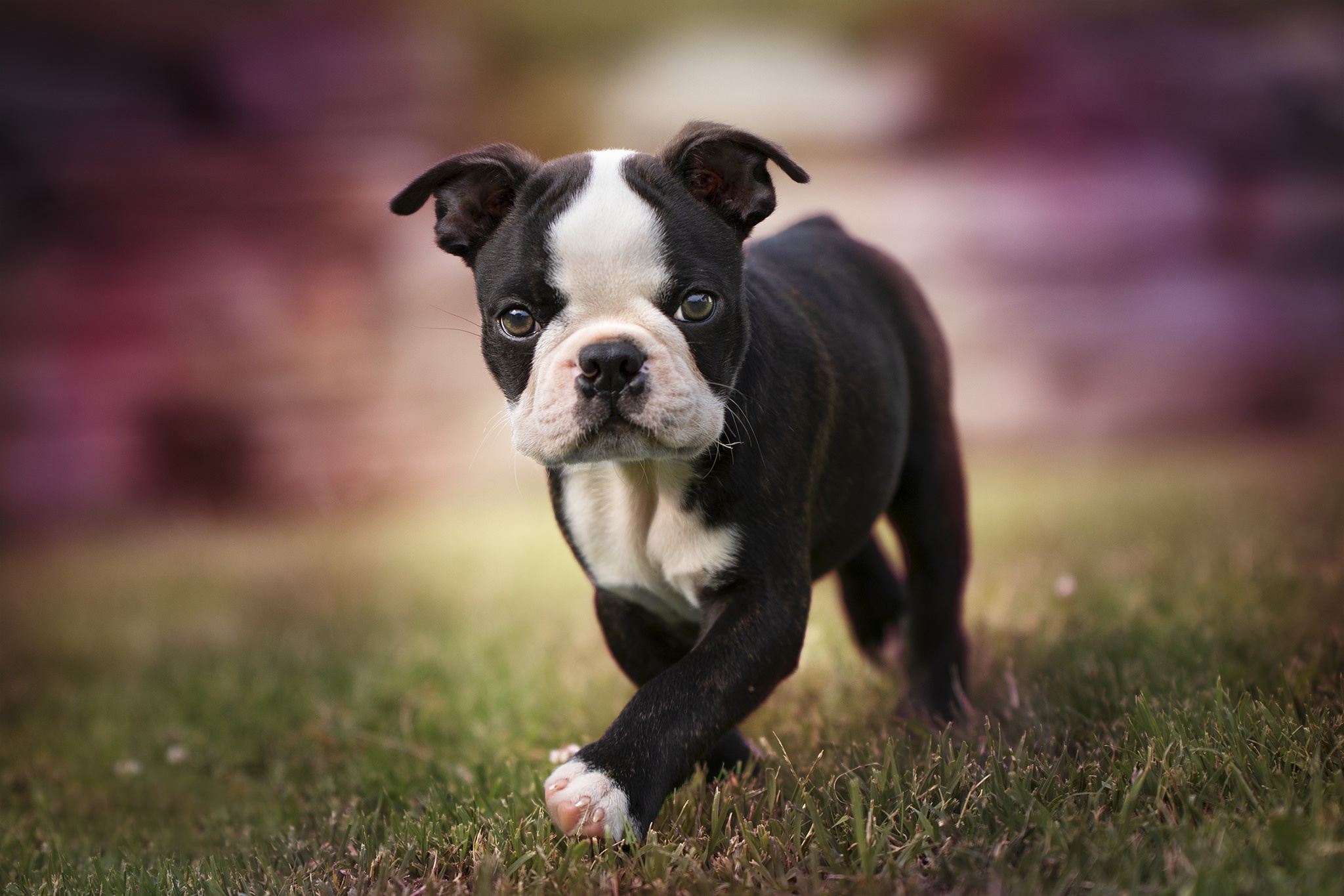 Boston Terrier Wallpapers