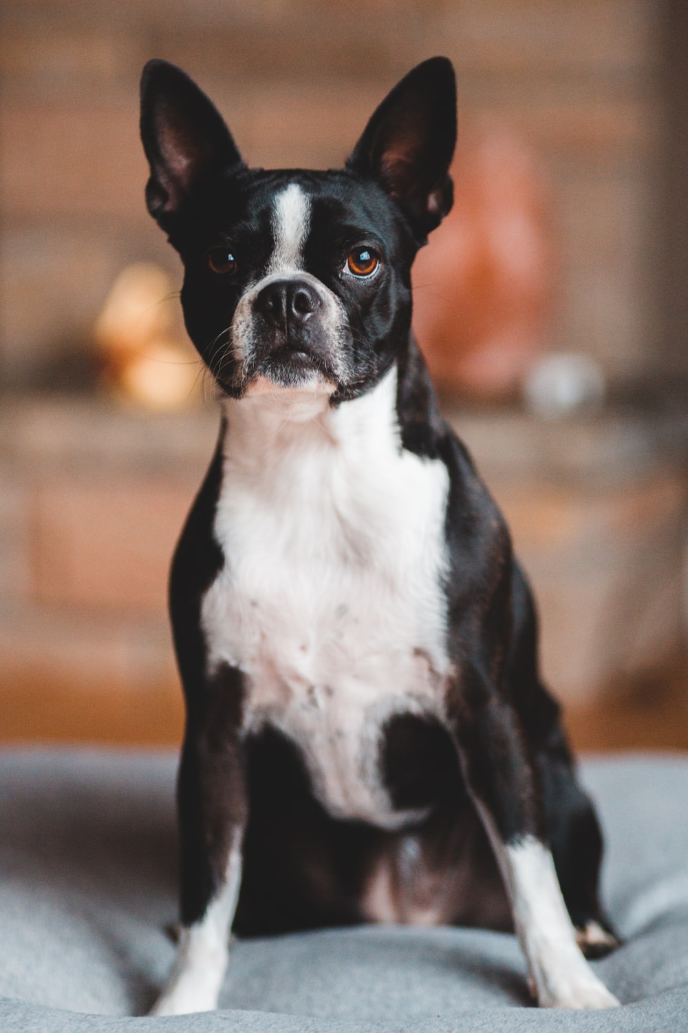 Boston Terrier Wallpapers