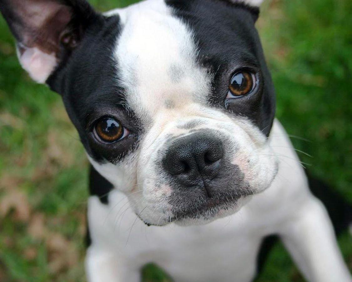 Boston Terrier Wallpapers