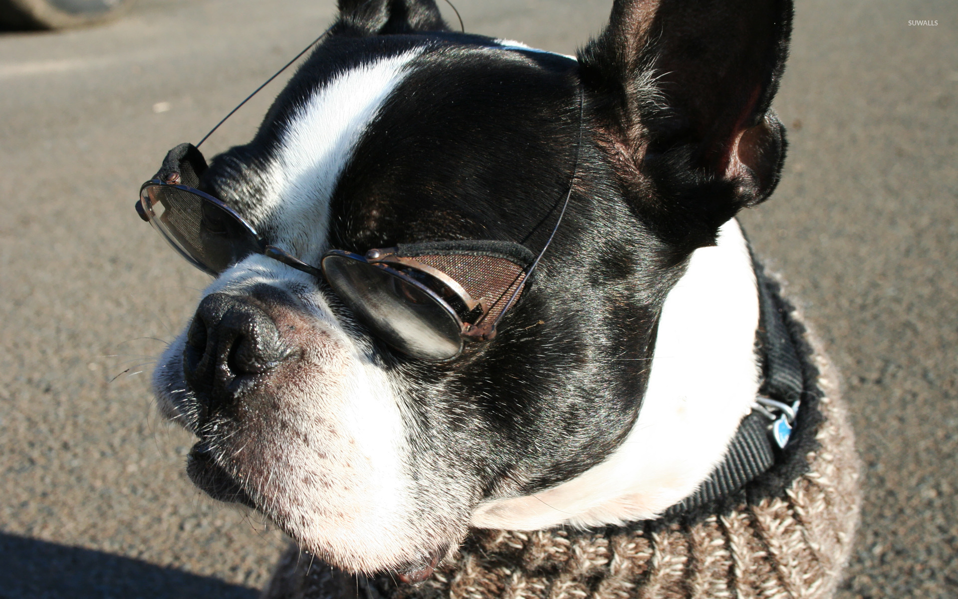 Boston Terrier Wallpapers