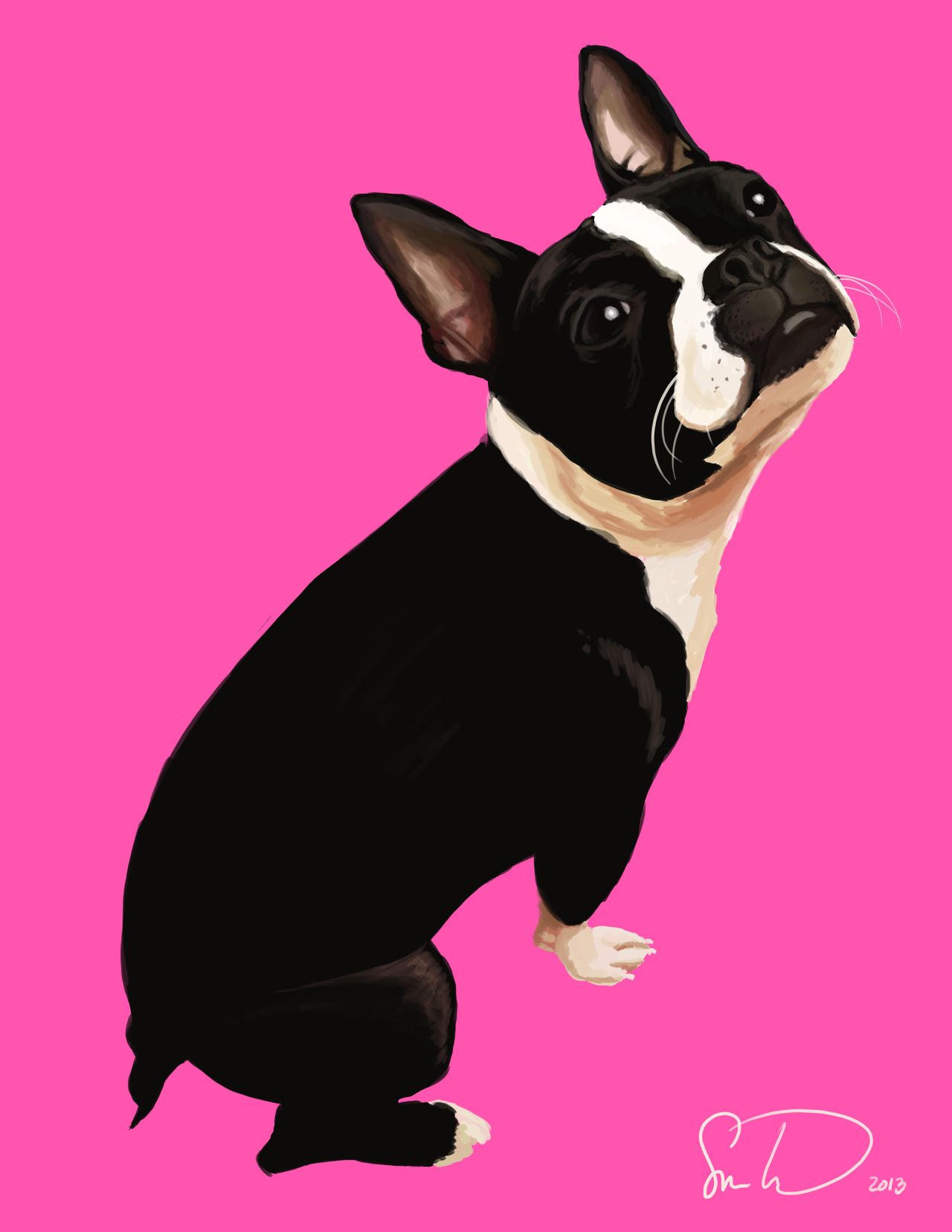 Boston Terrier Wallpapers