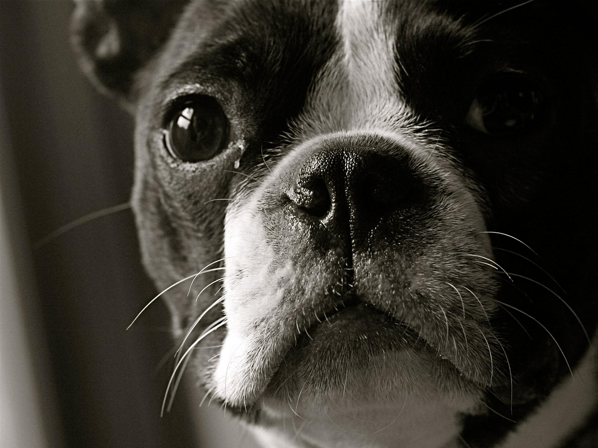 Boston Terrier Wallpapers