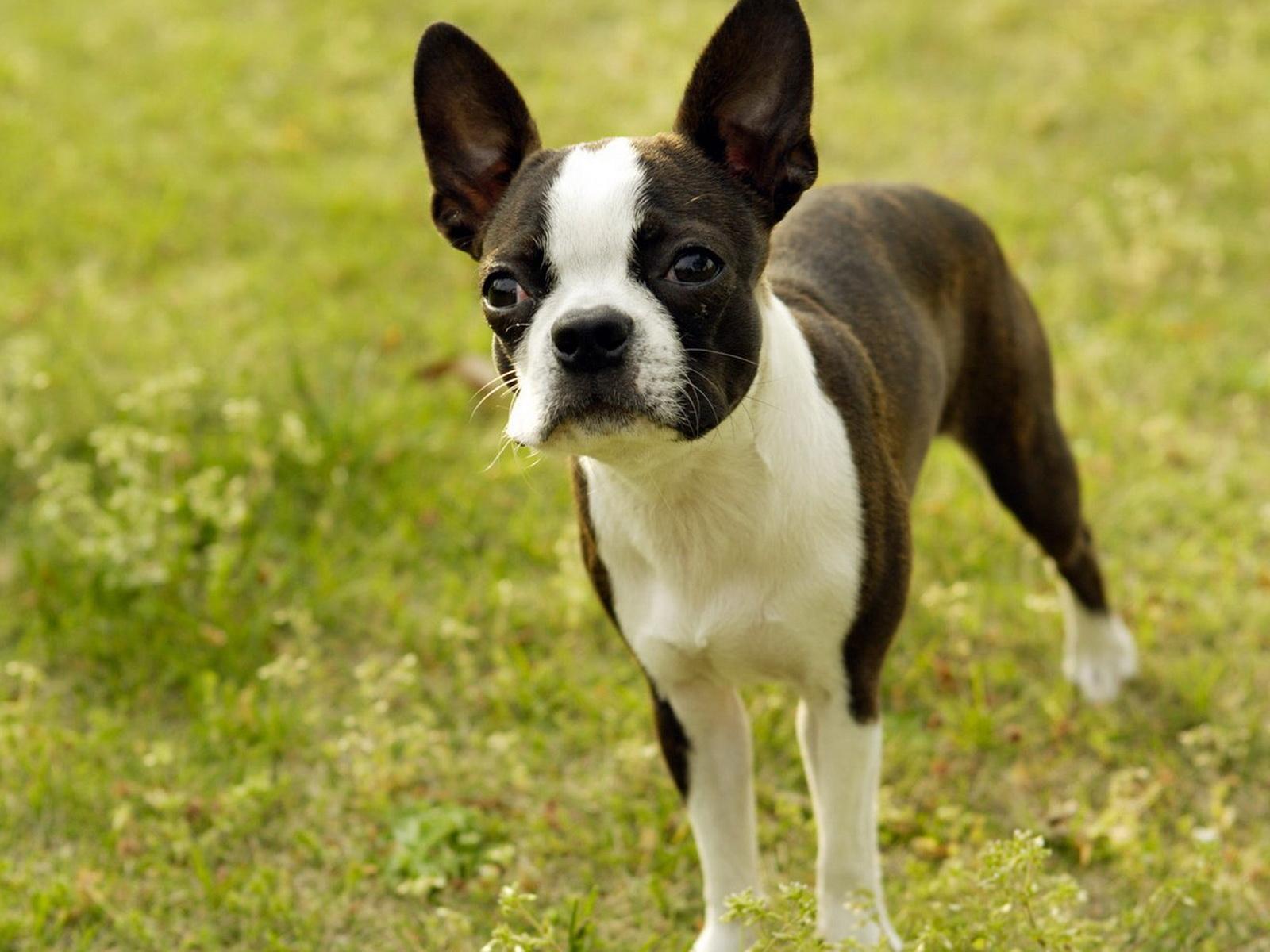 Boston Terrier Wallpapers