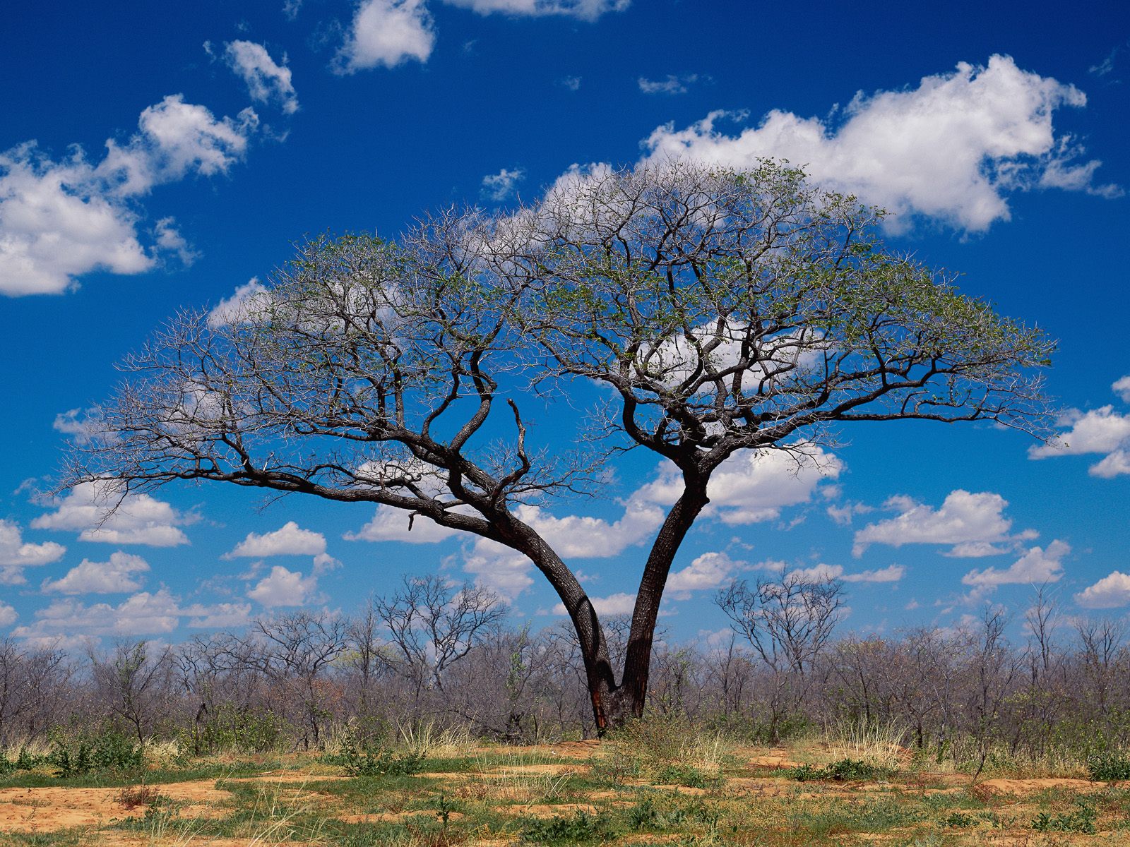 Botswana Wallpapers