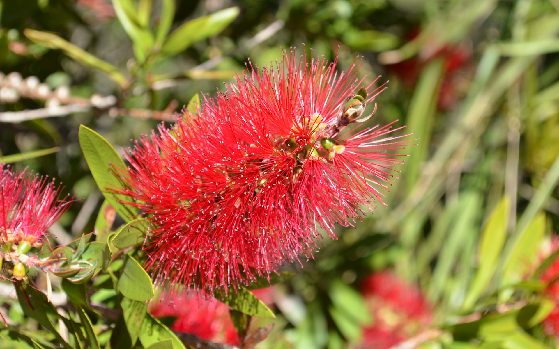 Bottlebrush Wallpapers